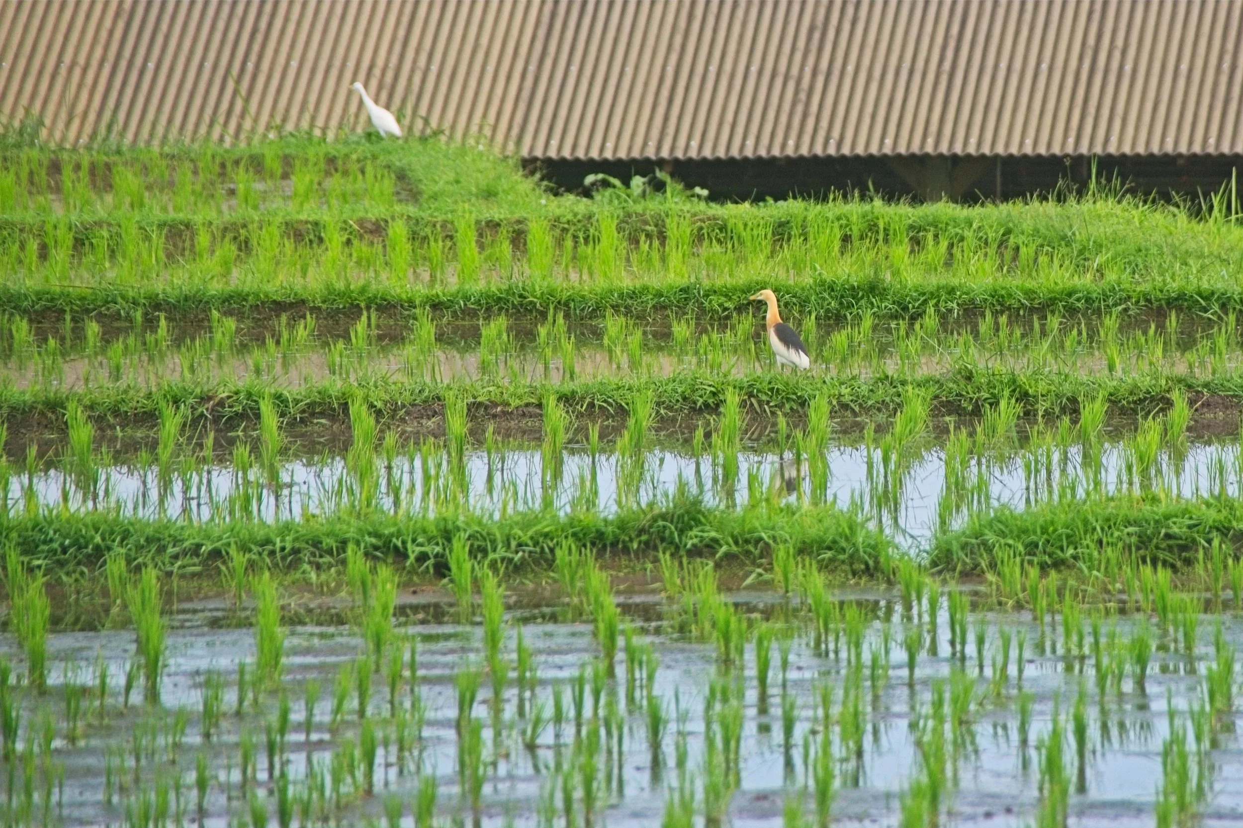 Eastern Cattle Egret (foreground) and White Cattle Egret