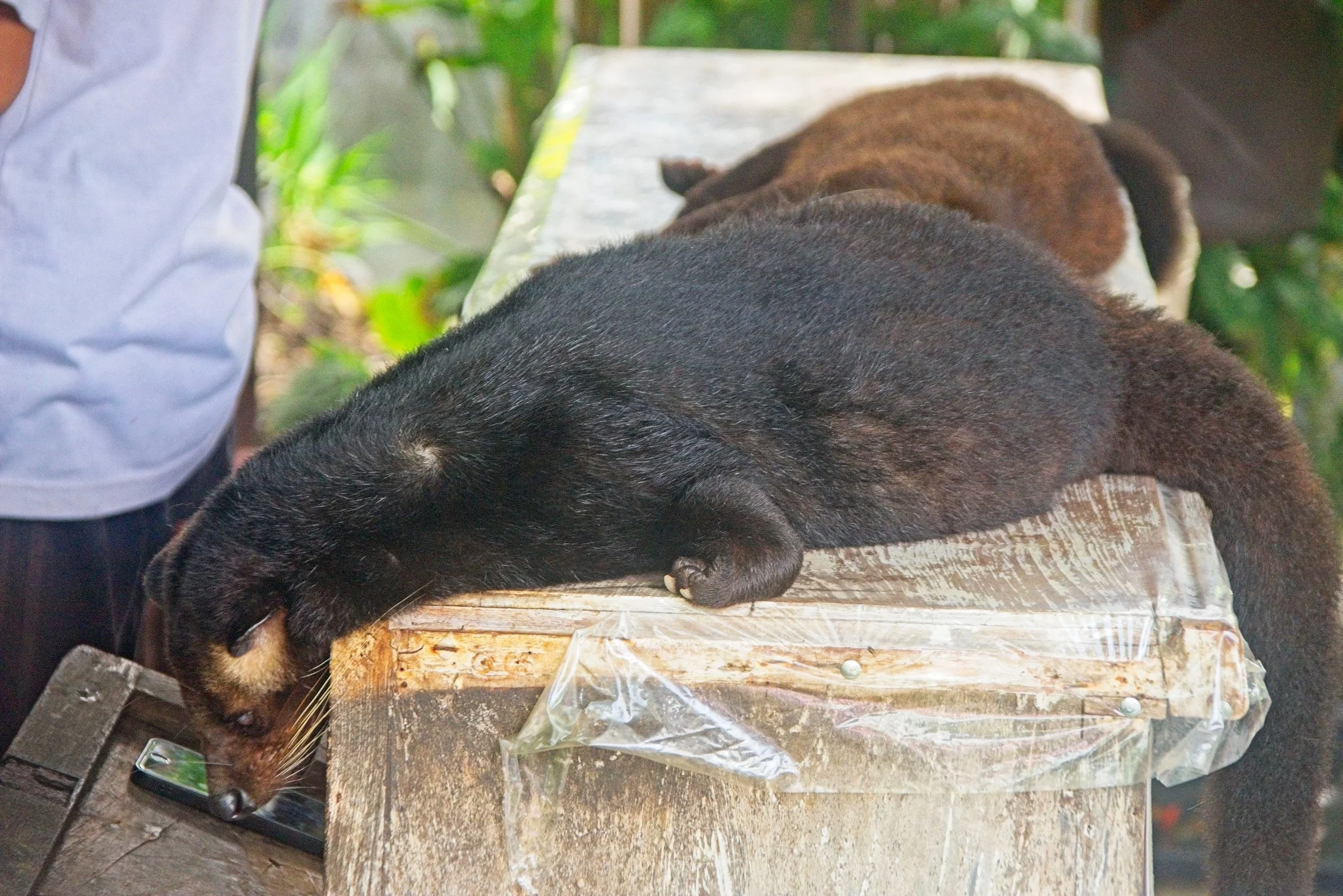 I think these are Binturong. Kept to attract tourists to a cafe.