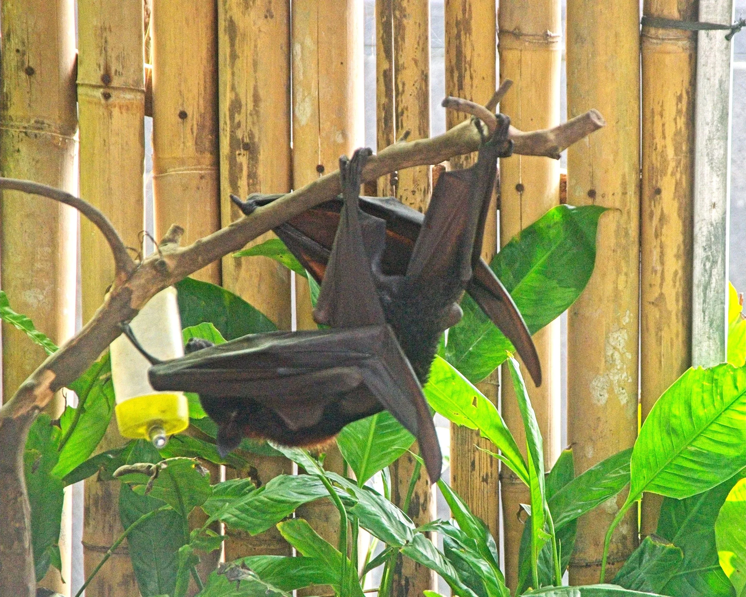 Also a couple of fruit bats.