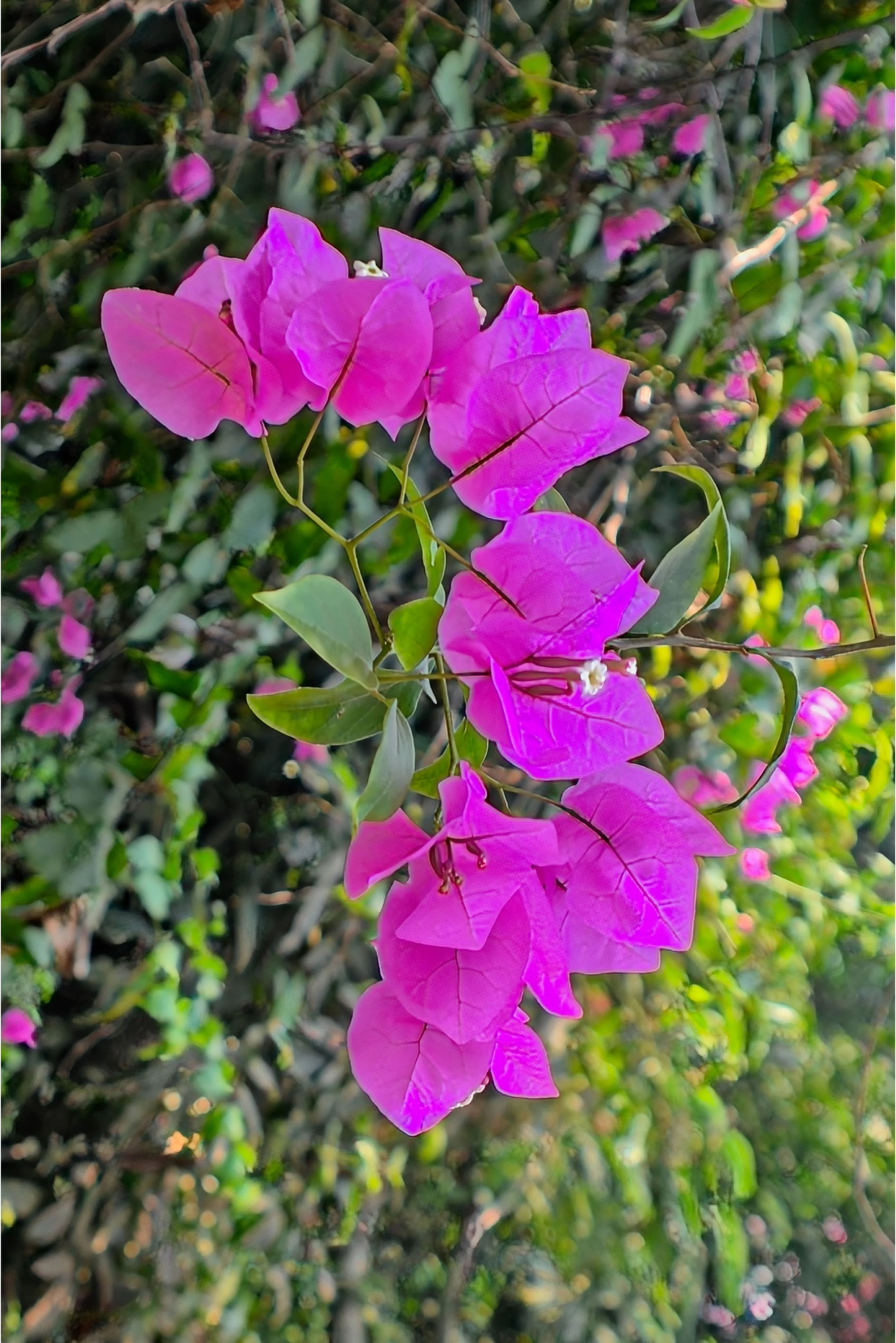 DSC_9800.jpg