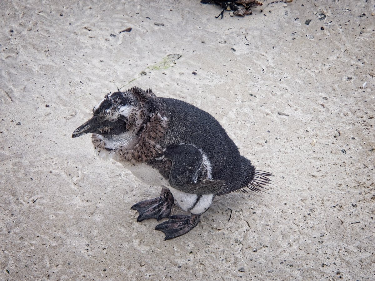 The Penguins look miserable when they are moulting!