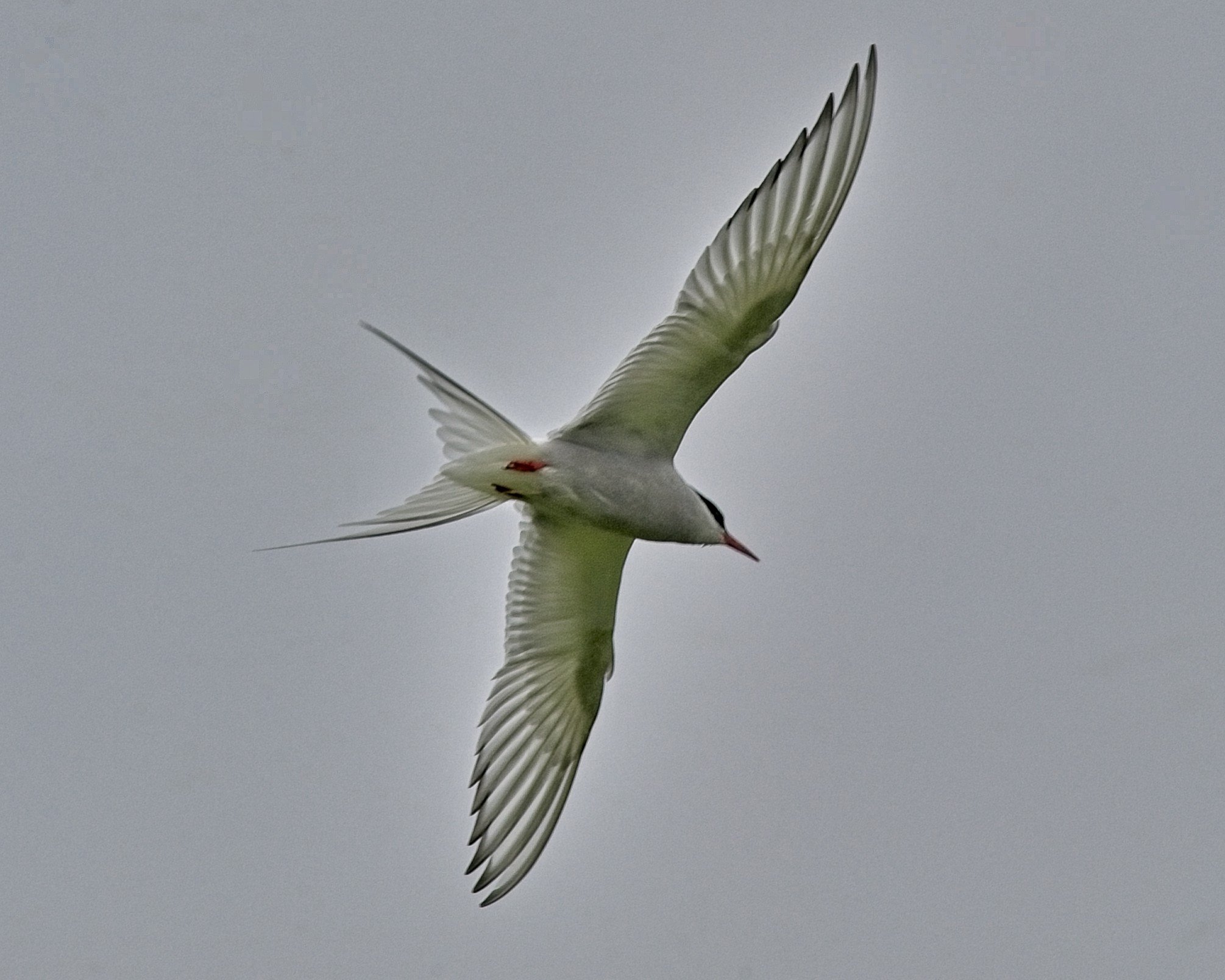 DSC_0219.jpg