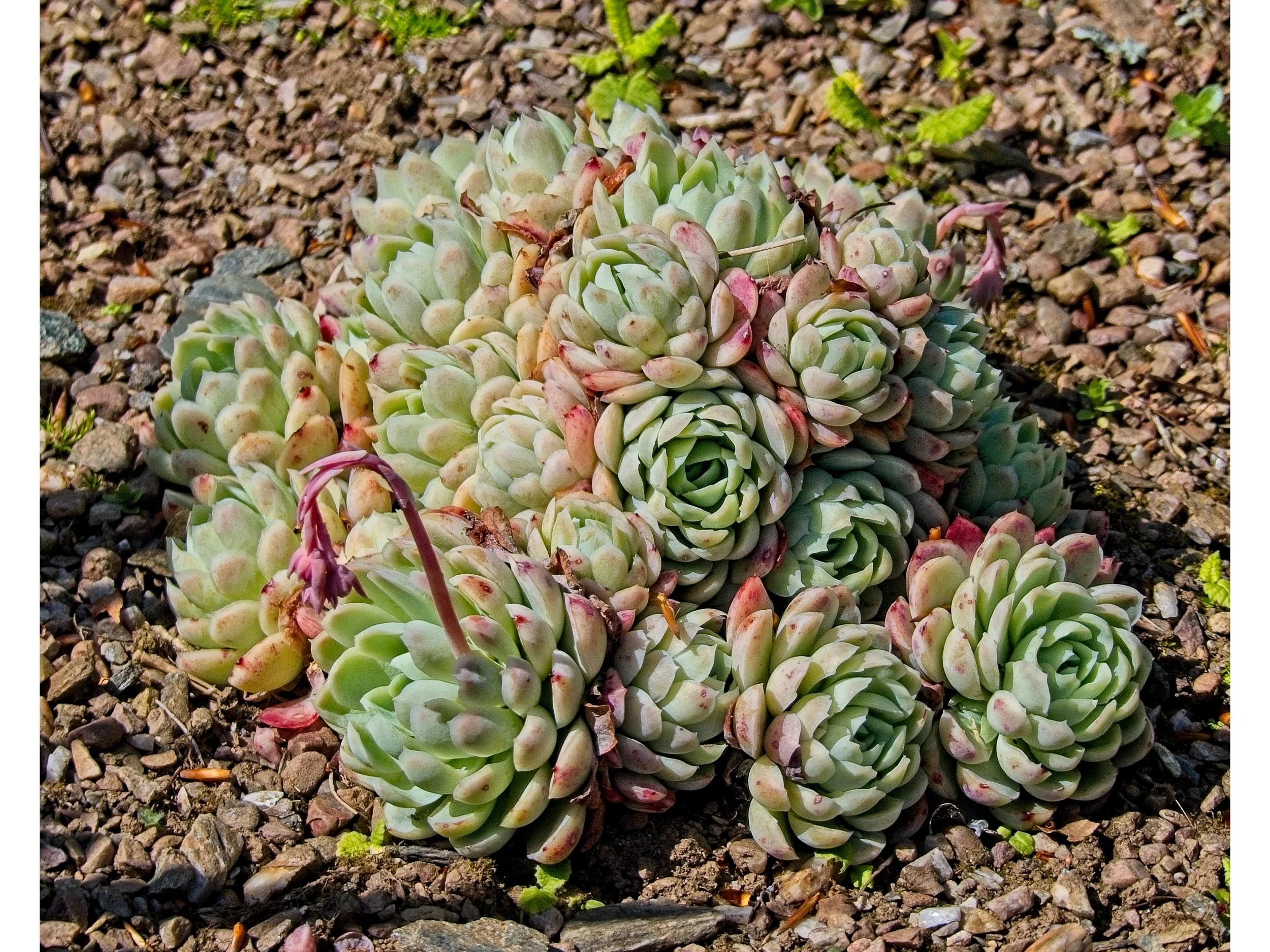 P1080086.jpg