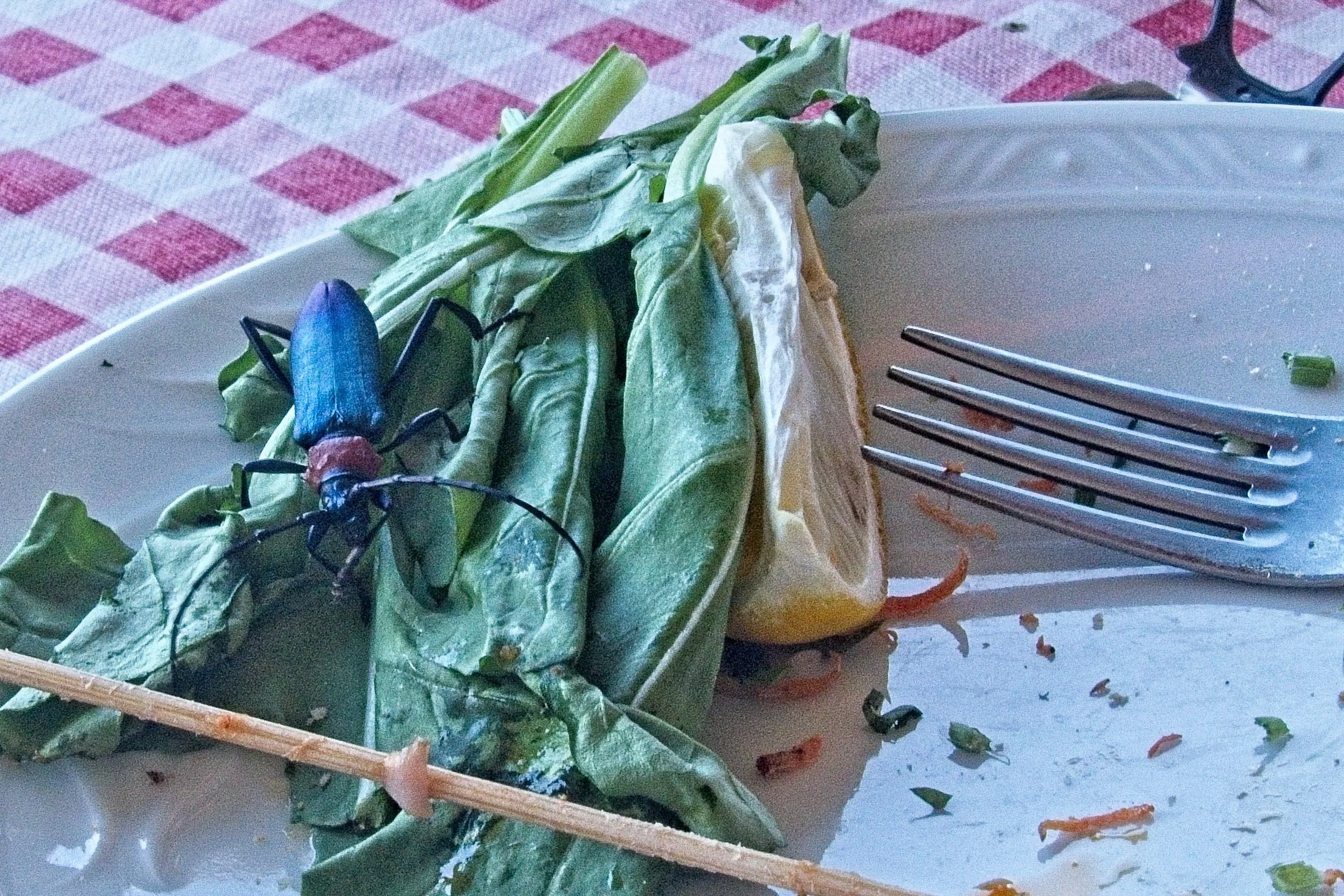 P1110137.jpg