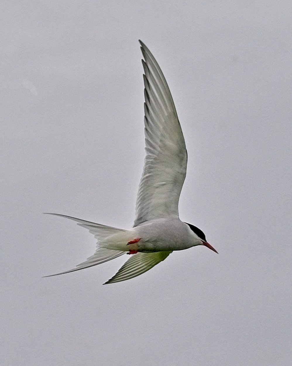 DSC_0115.jpg
