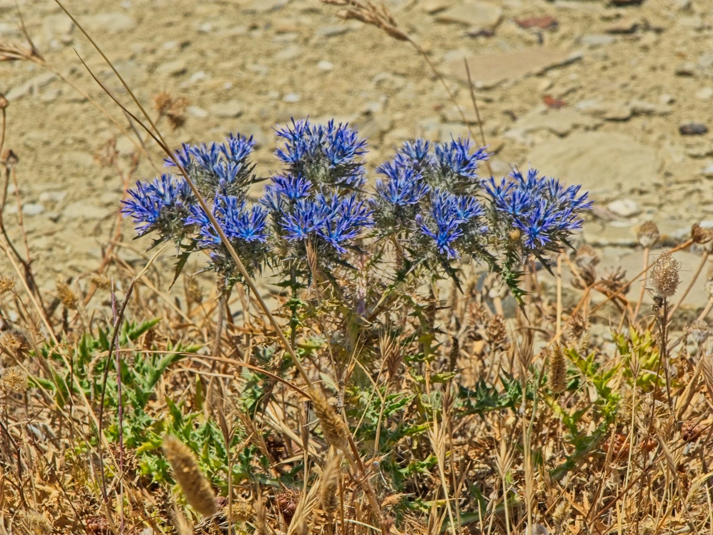 P1100787.jpg