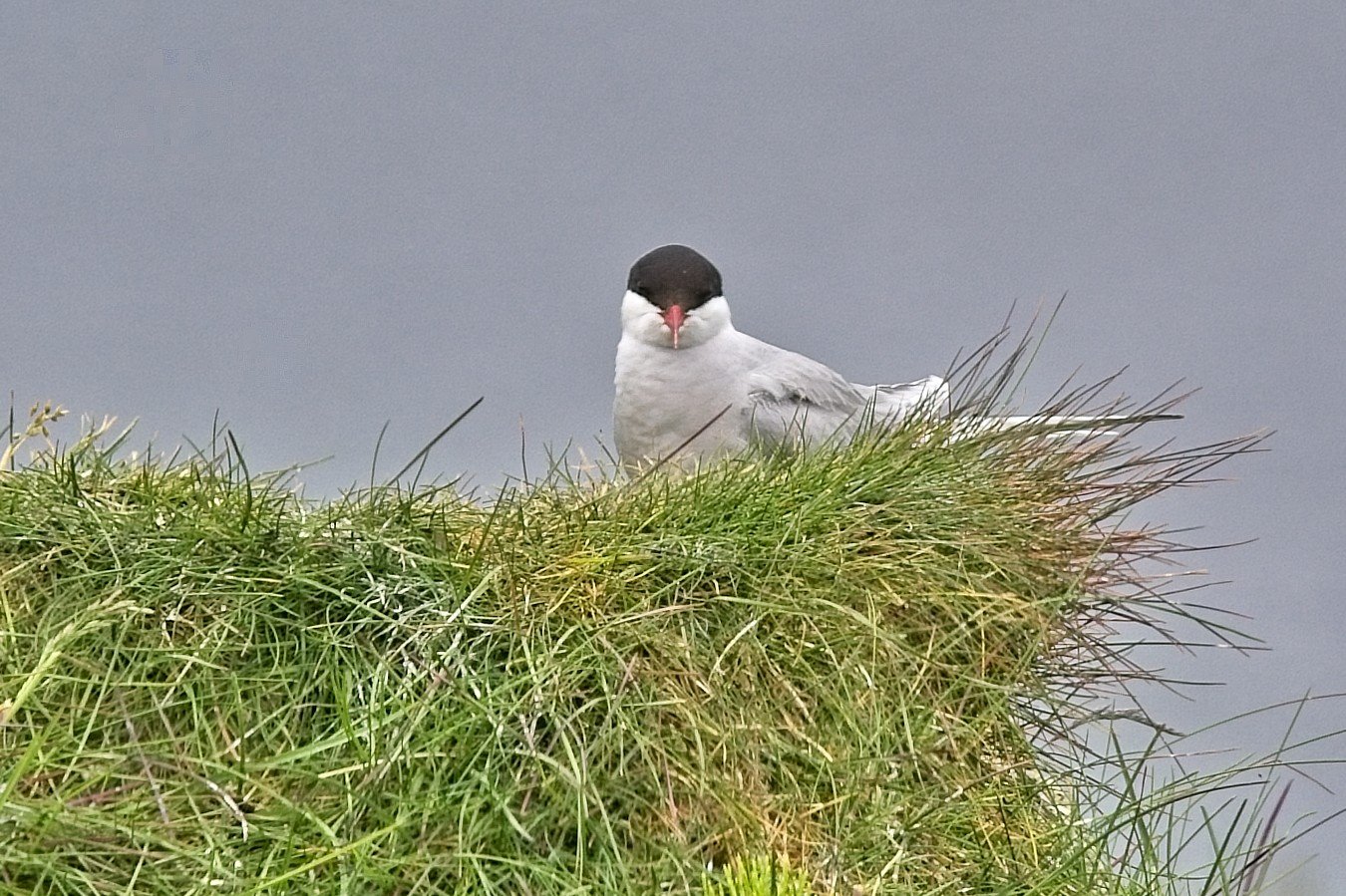 DSC_0294.jpg