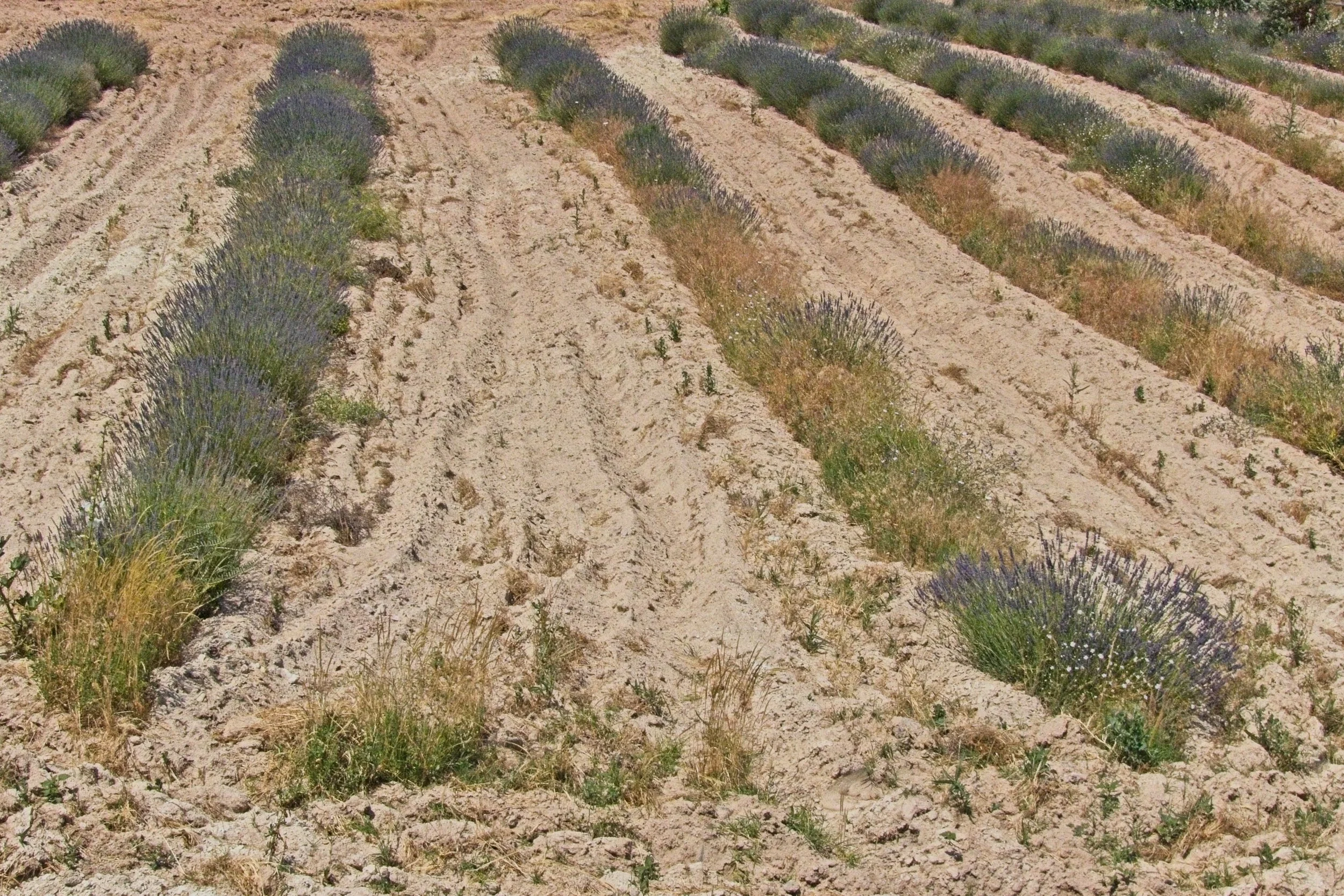P1110461.jpg