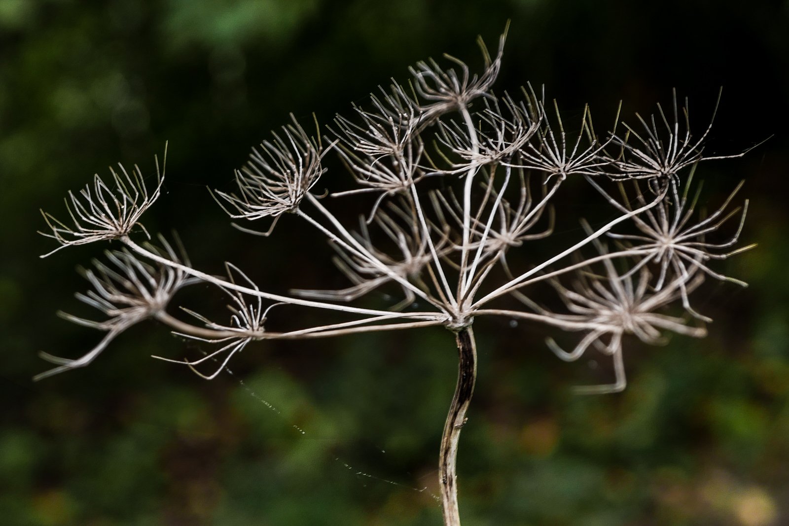 L1180600.jpg