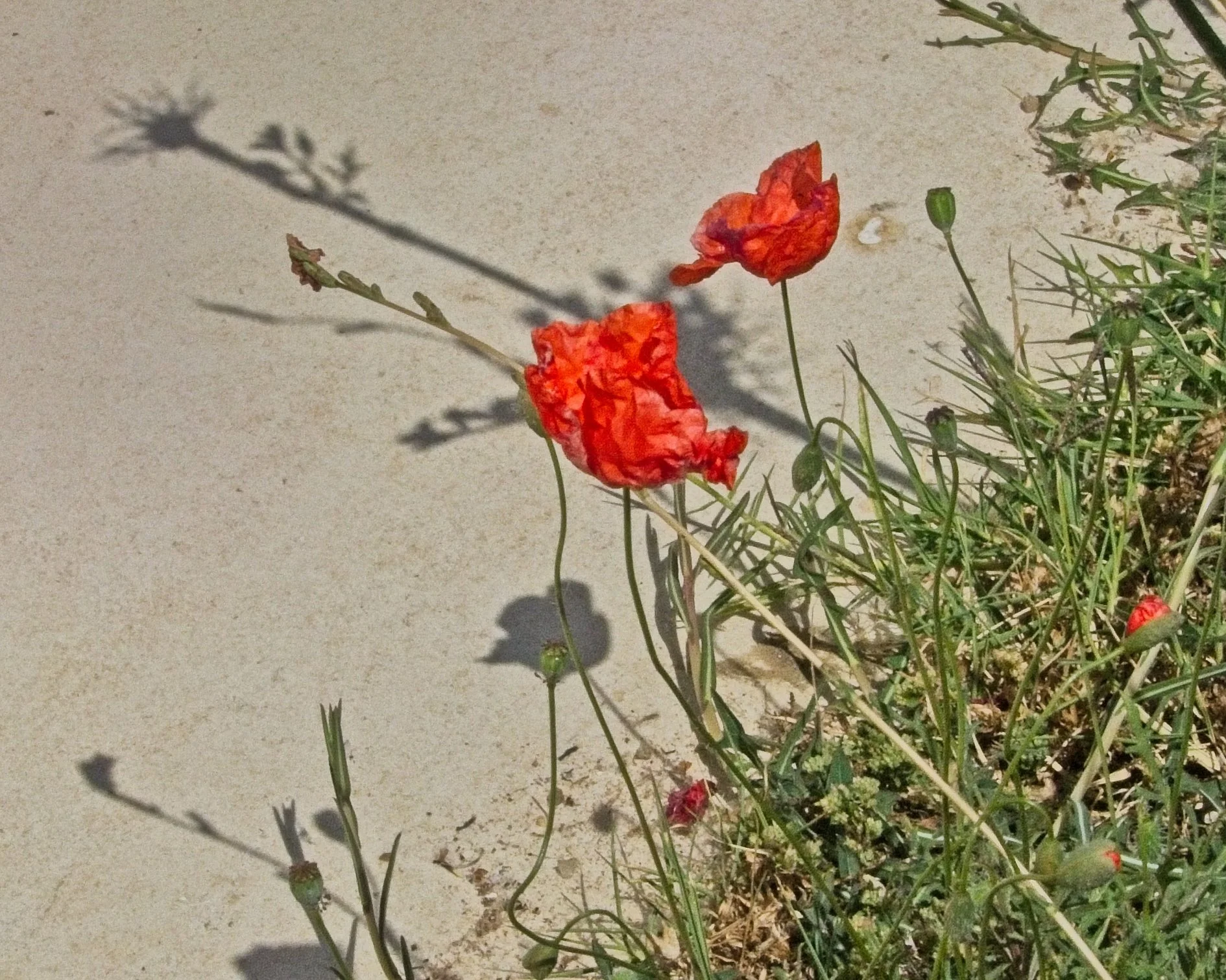 P1100830.jpg