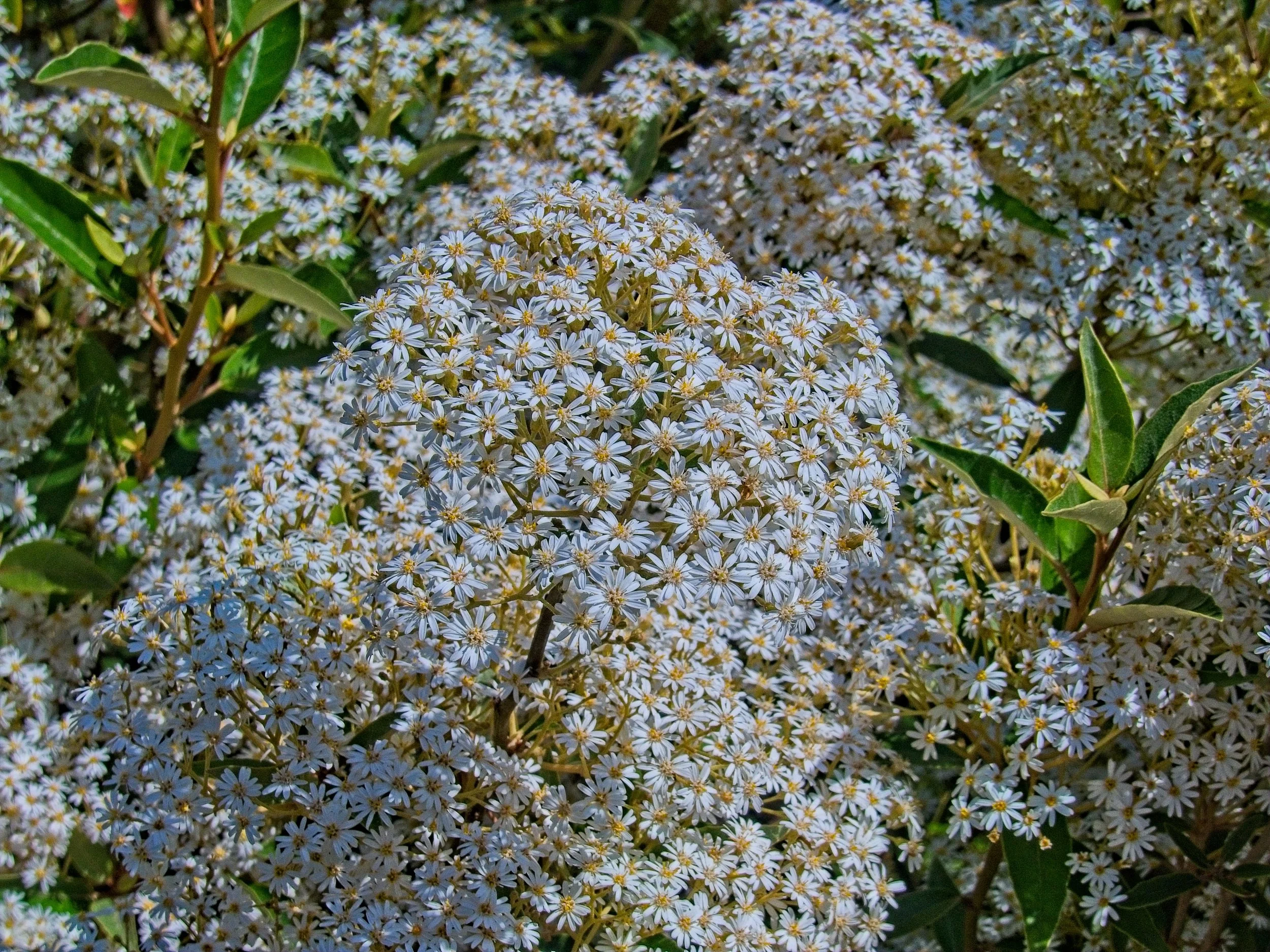 P1080068.jpg