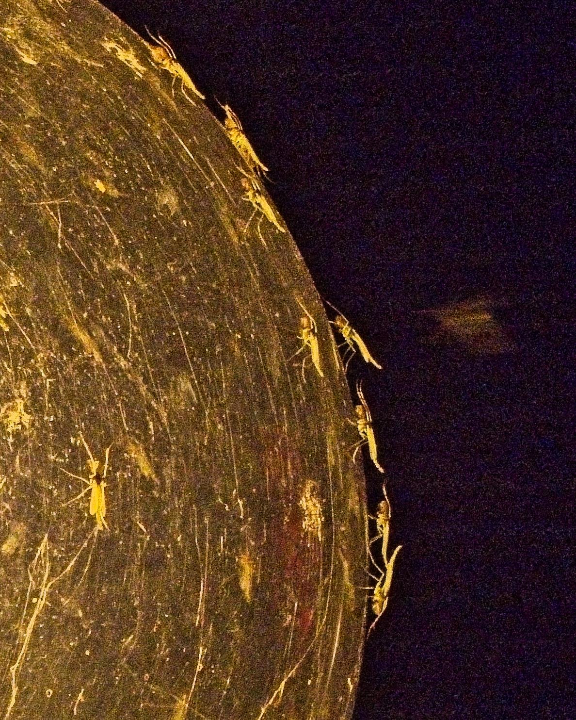 P9020221 copy.jpg