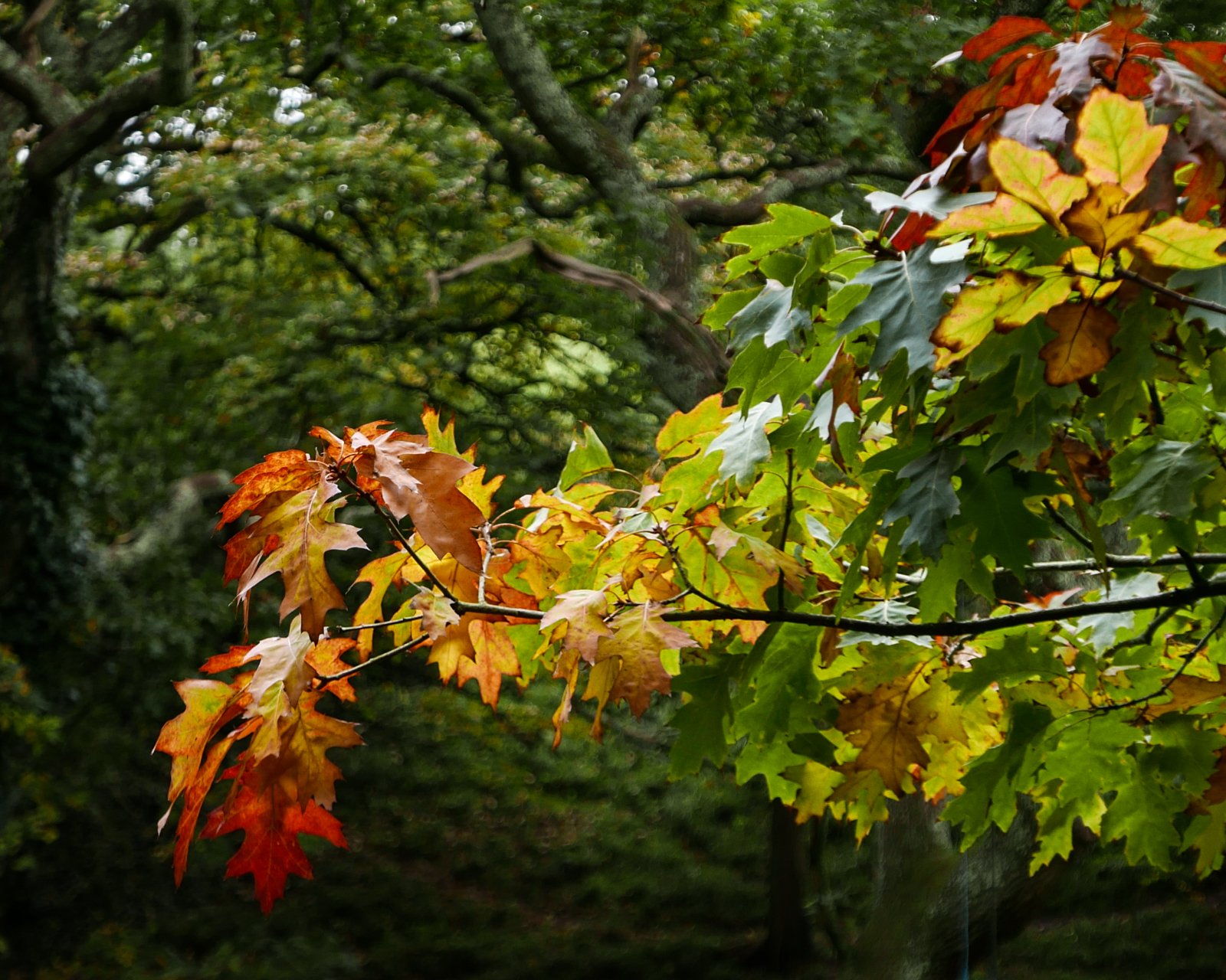 L1180614.jpg