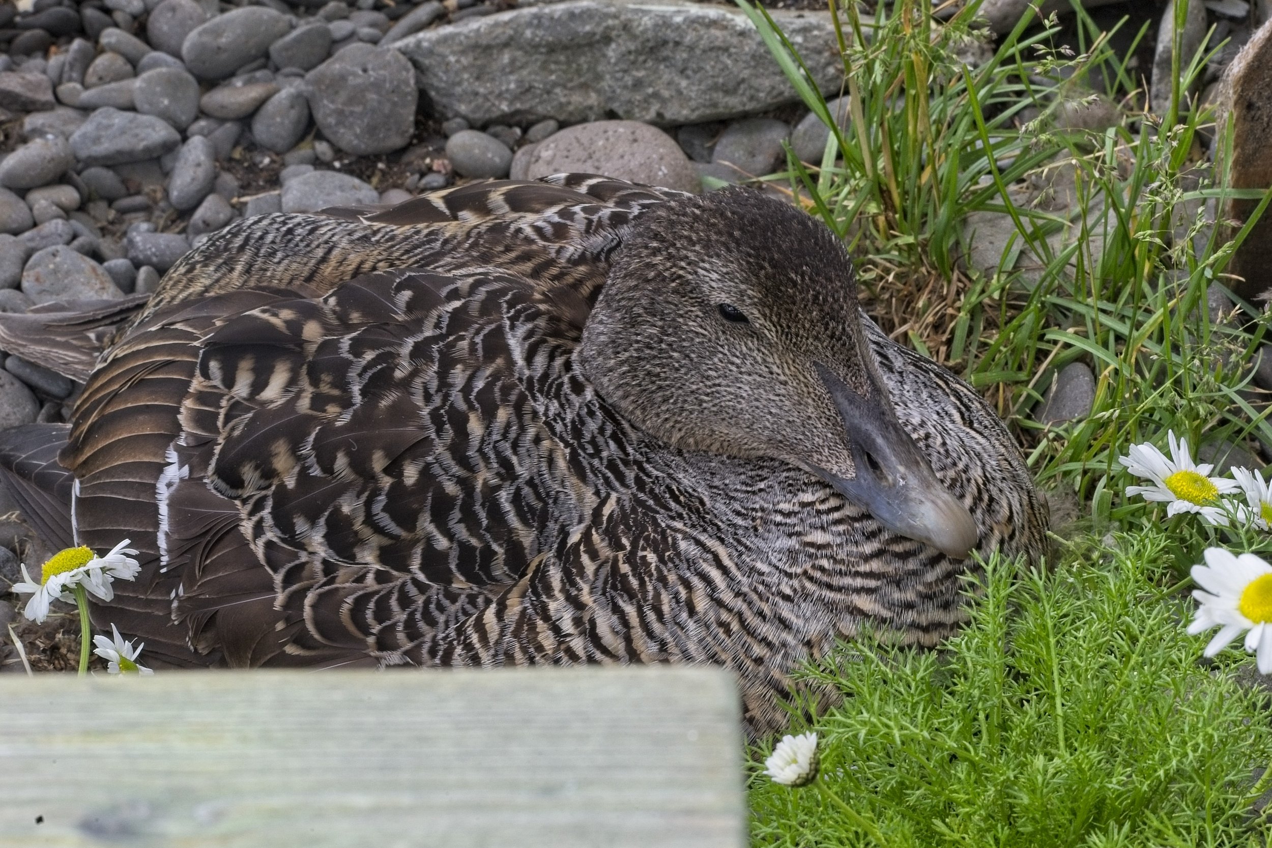 DSC_0428.jpg