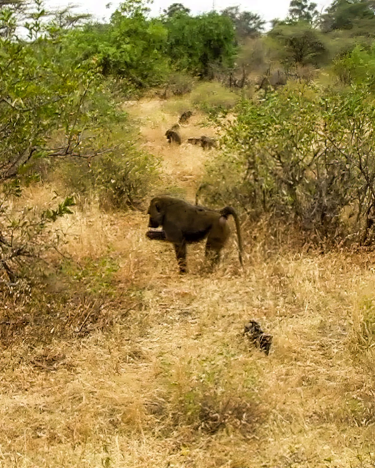 Kenya, Samburu, STILL-00111-gigapixel-width-3000px.jpg