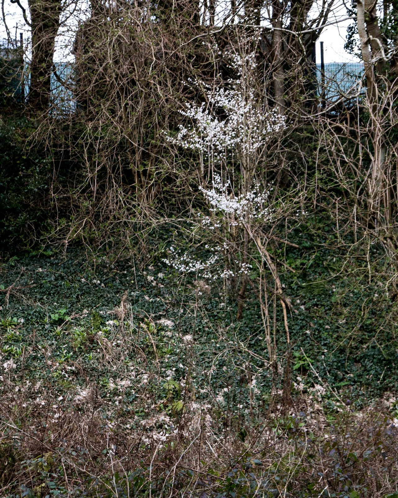 L1180953.jpg