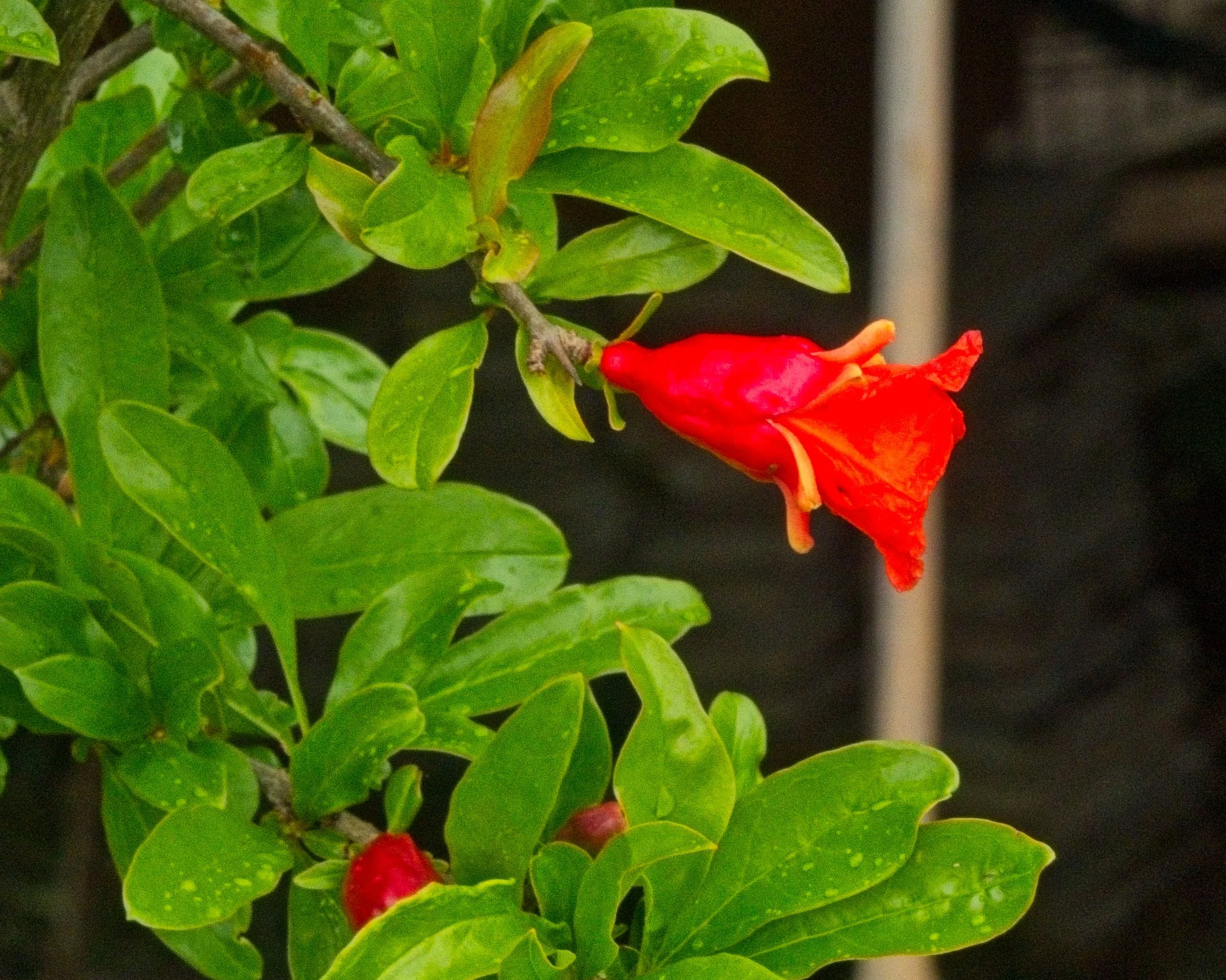 P1100085.jpg