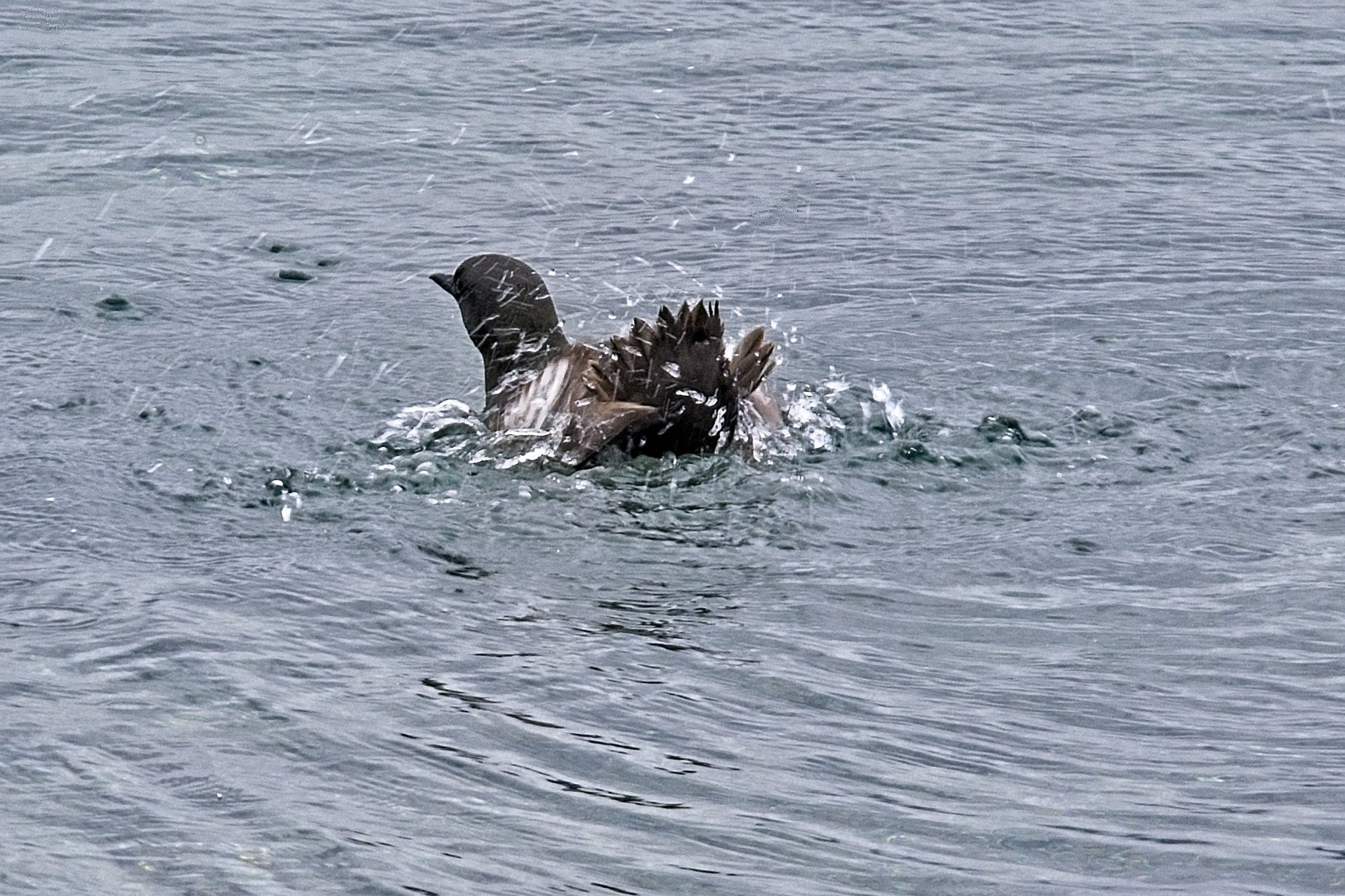 DSC_0463.jpg