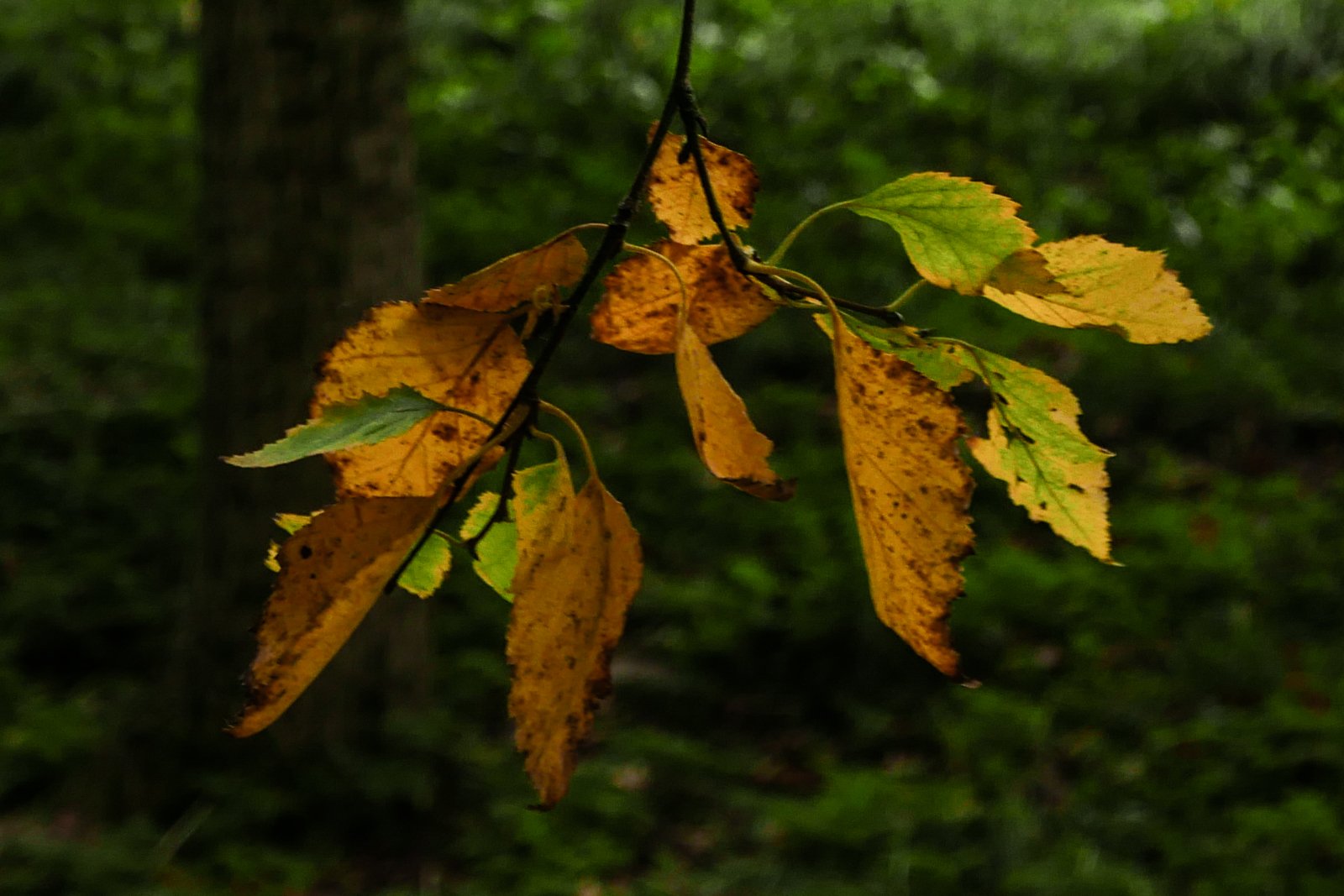 L1180597.jpg