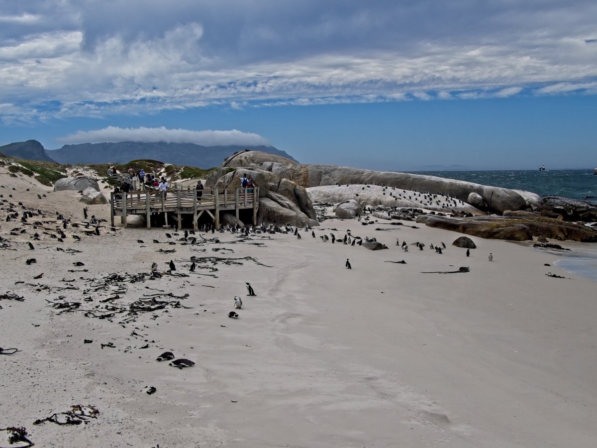 Boulders Beach and the wooden viewing platform