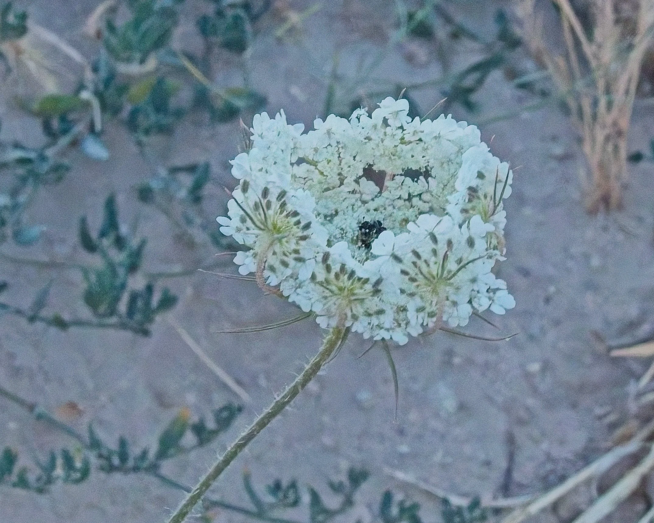 P1110355.jpg