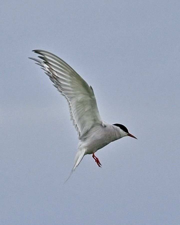 DSC_0110.jpg