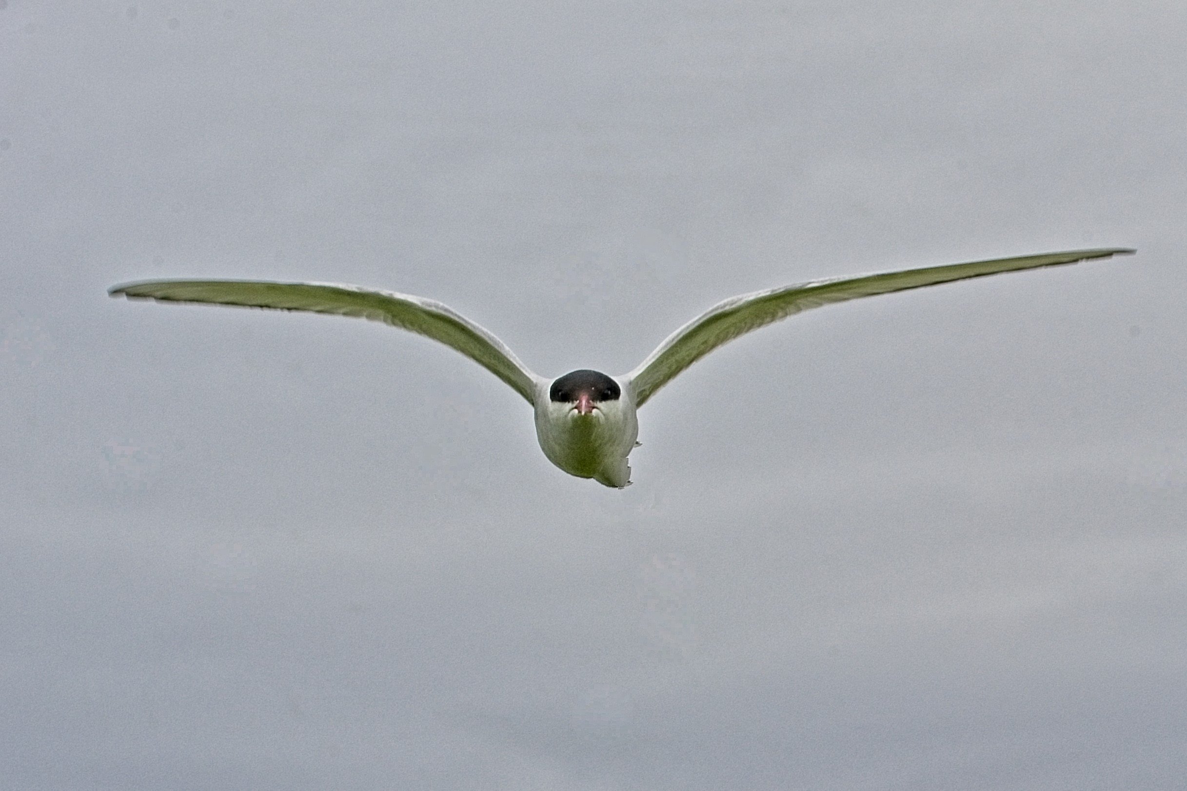DSC_0225.jpg