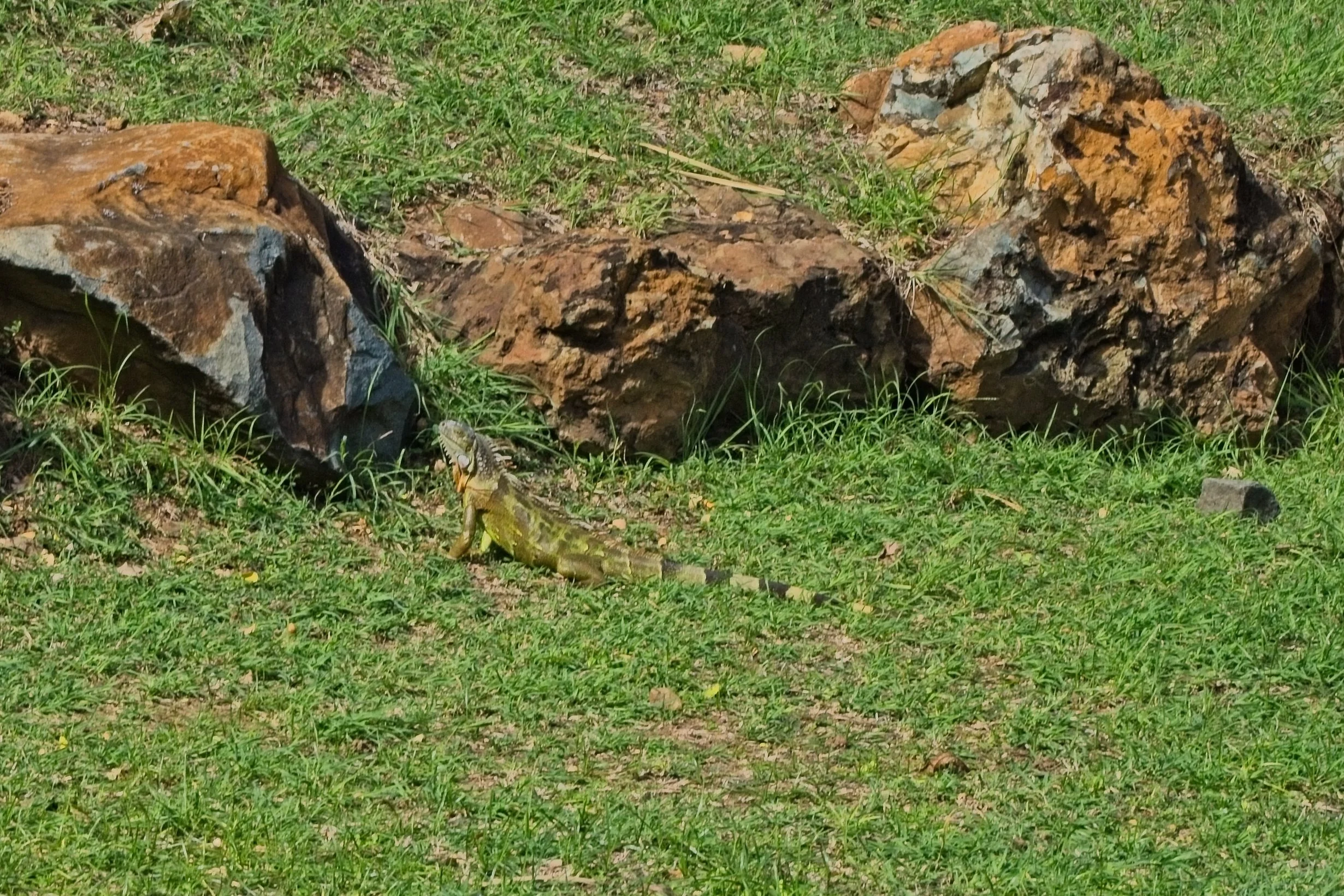 PC180106.jpg