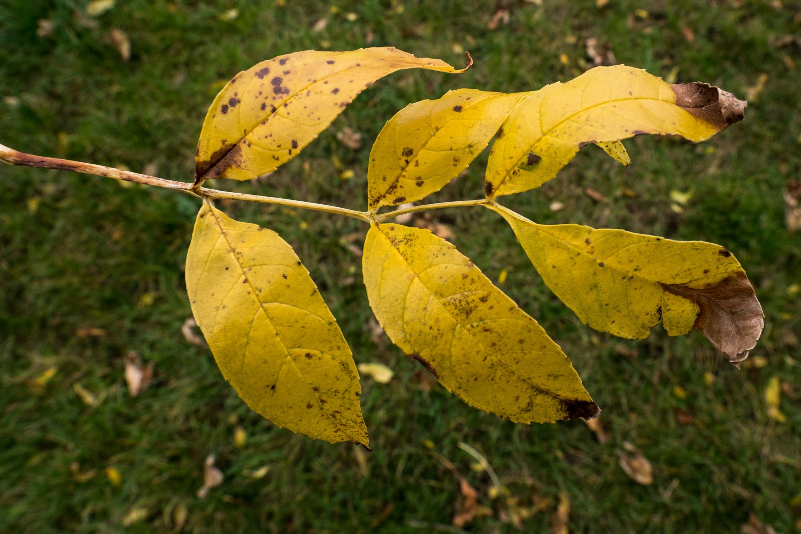PA170113-1.jpg