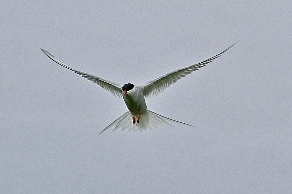 DSC_0143.jpg