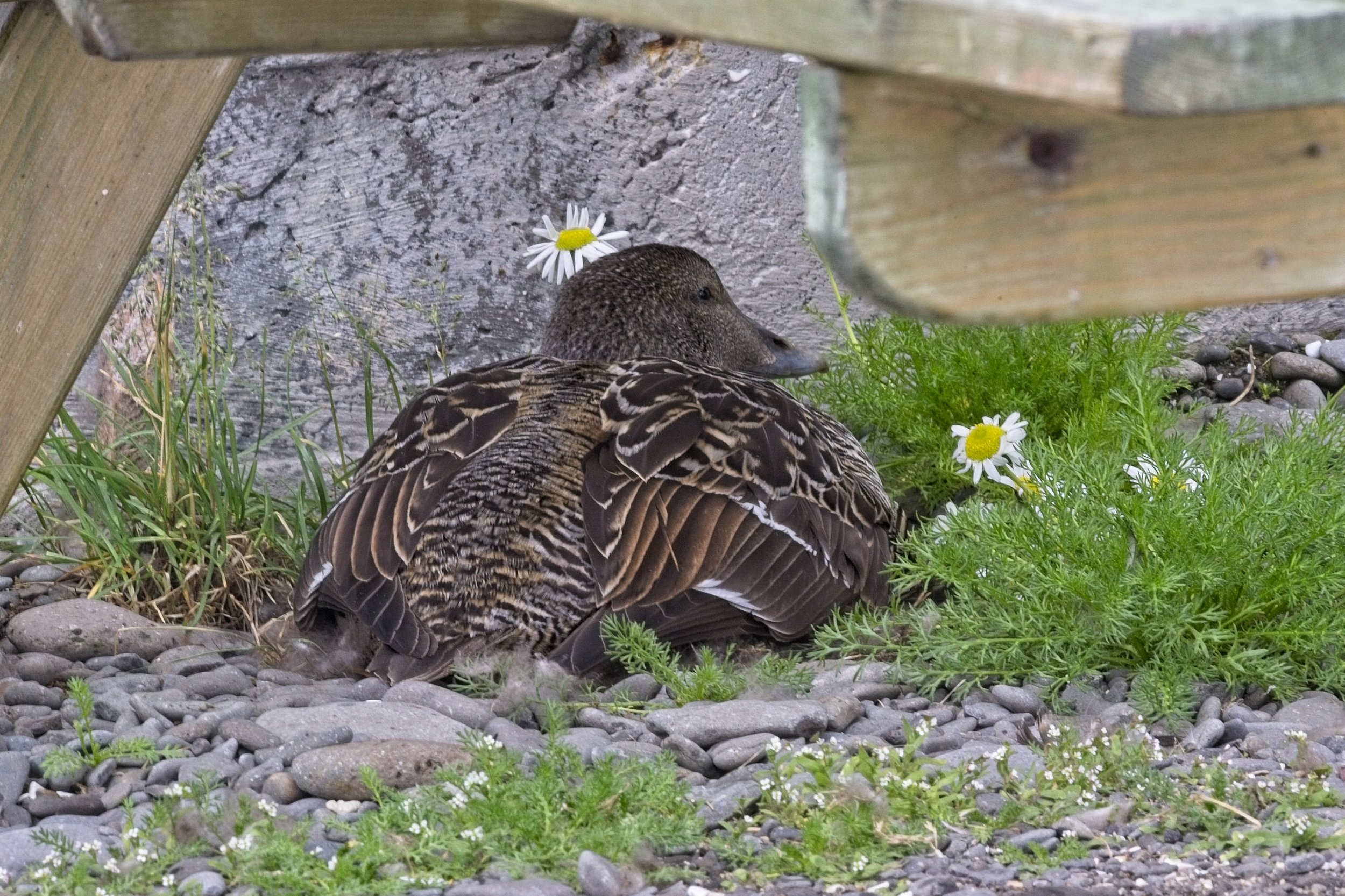 DSC_0424.jpg