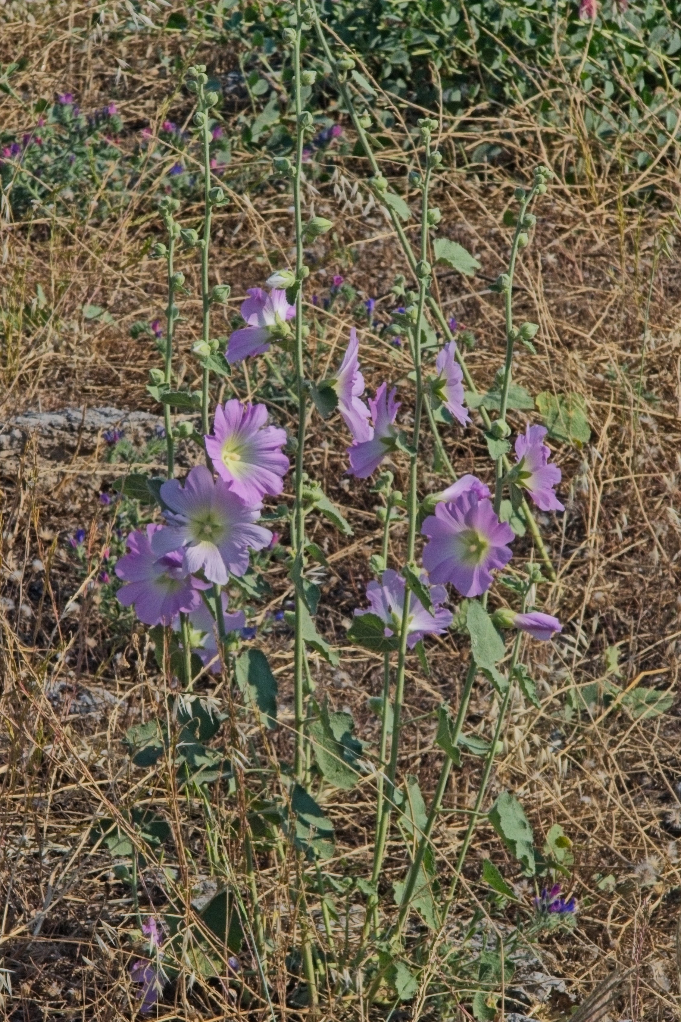 P1110099.jpg