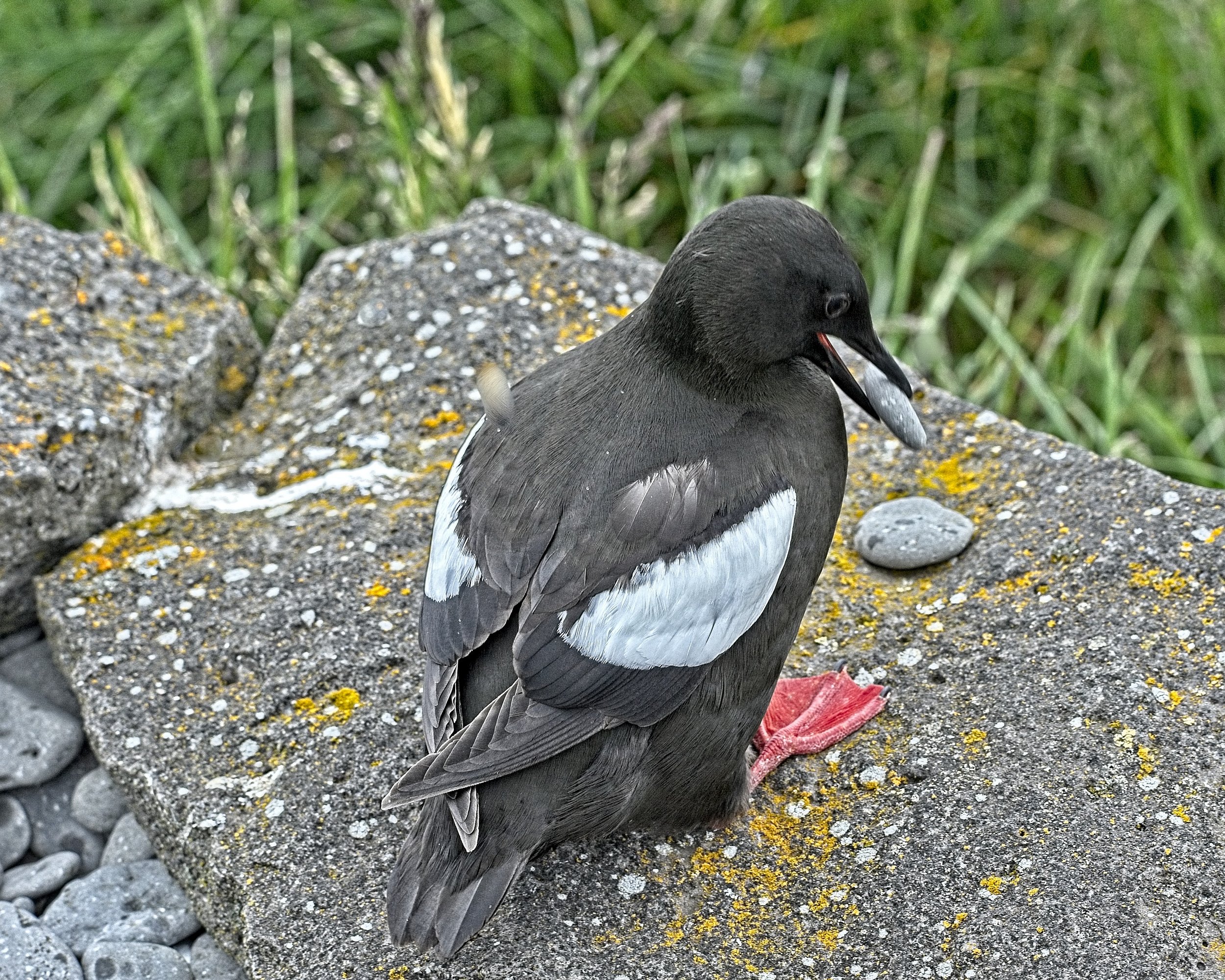 DSC_0064.jpg