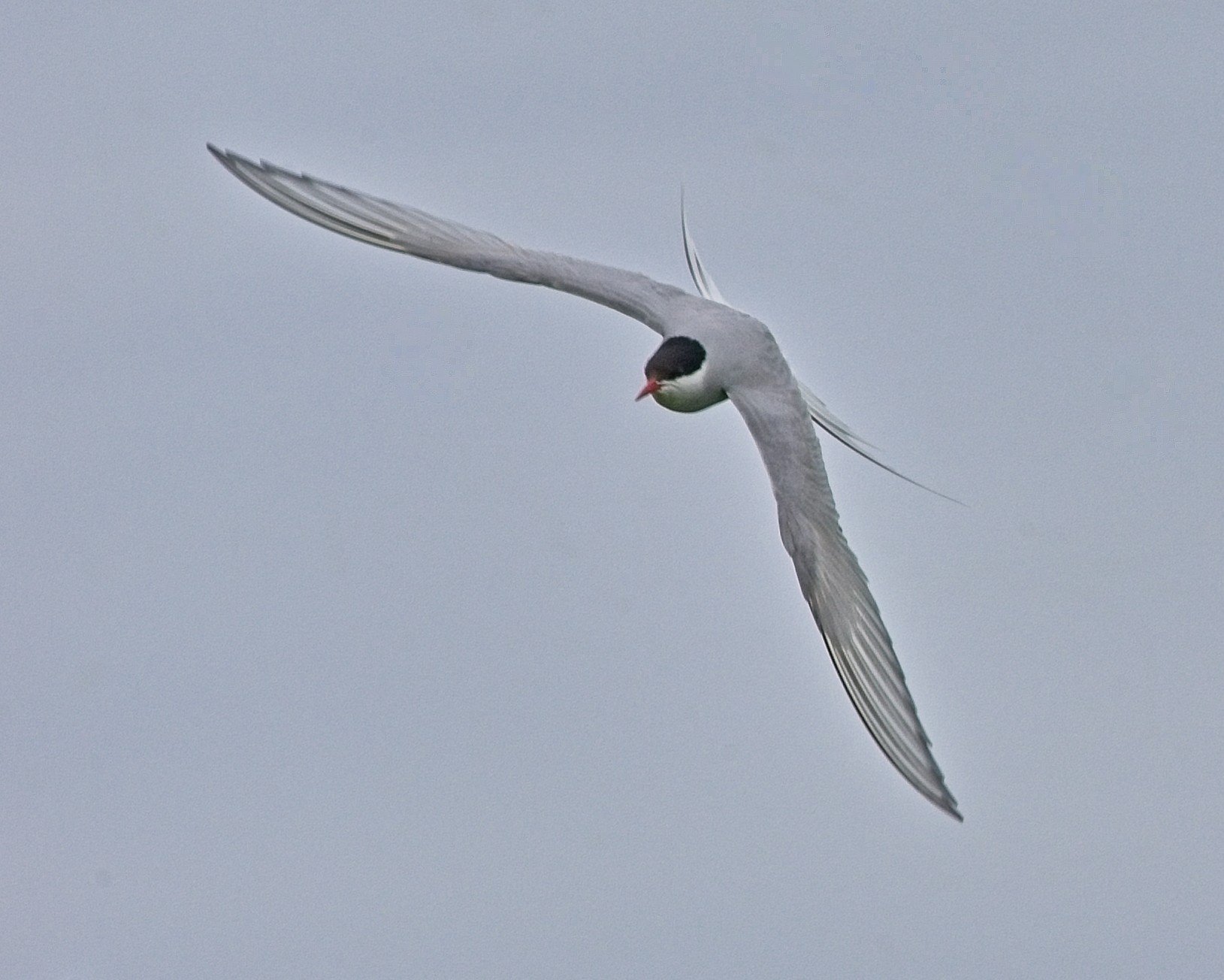 DSC_0100.jpg