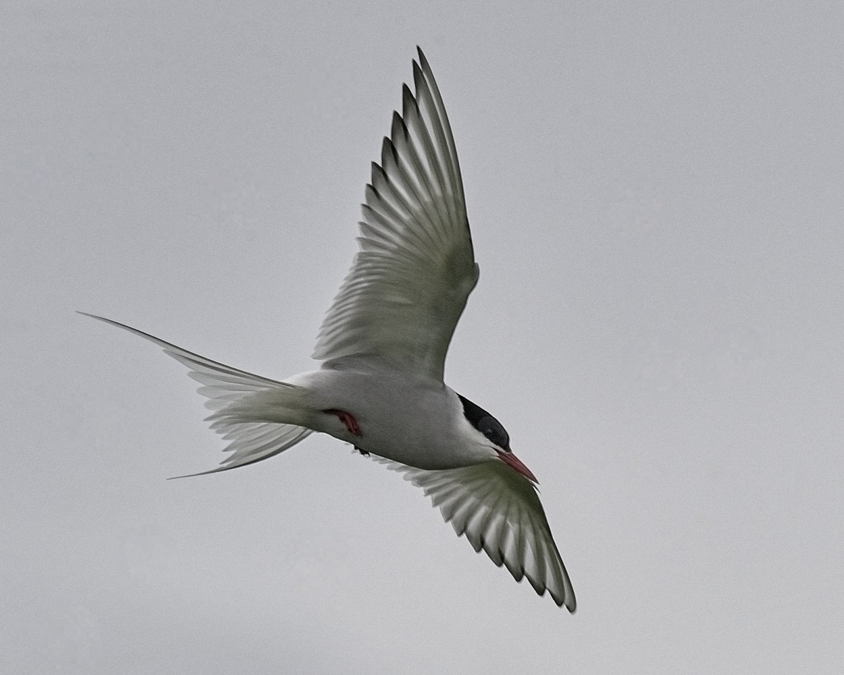 DSC_0097.jpg