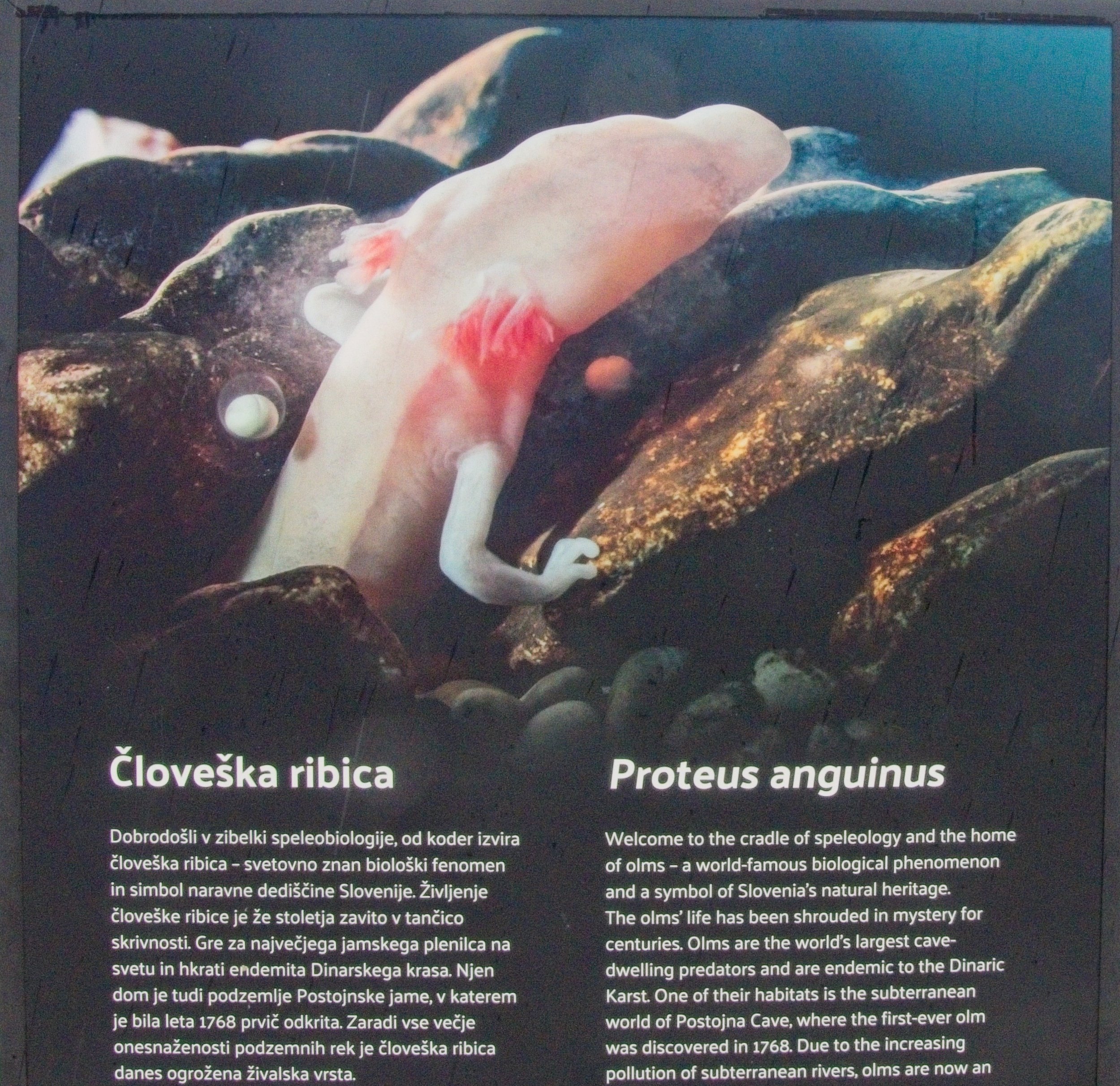 P1090975.jpg