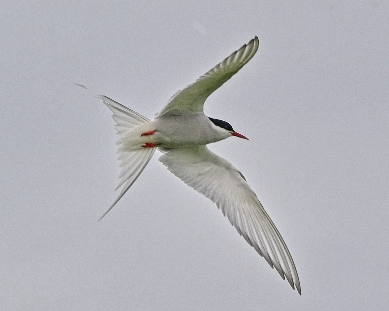 DSC_0104.jpg