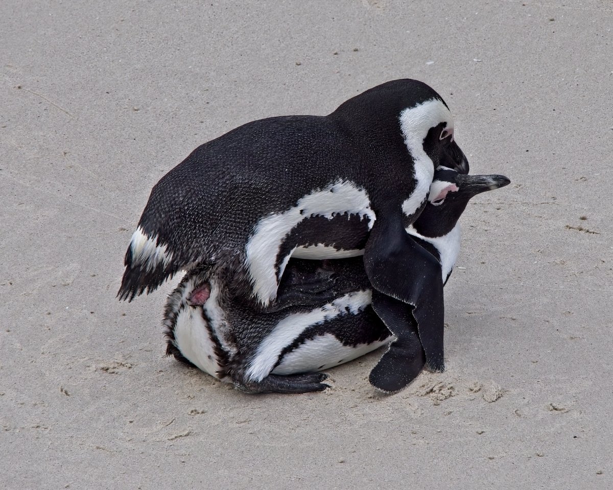 Making new penguins!