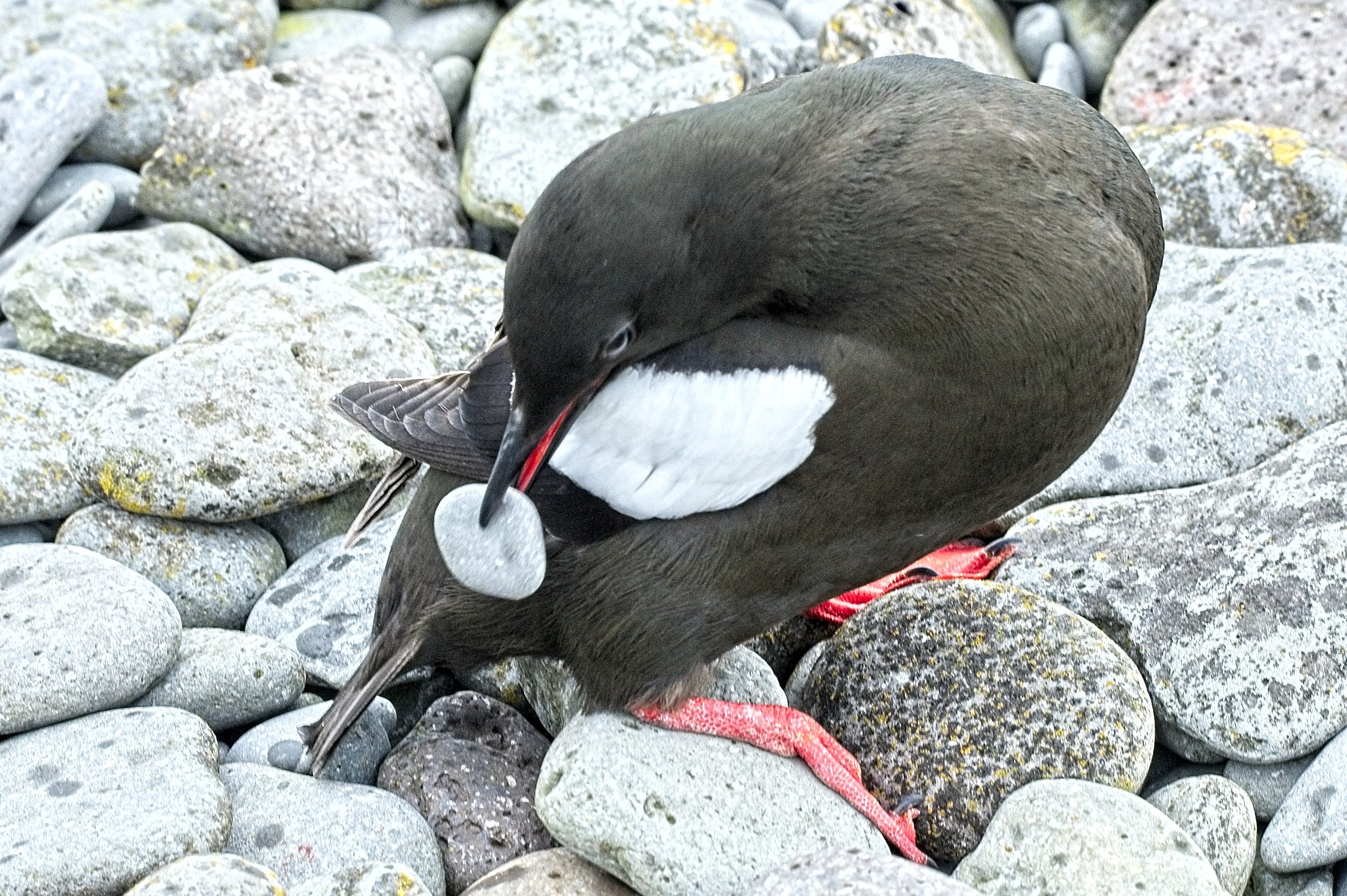 DSC_0059.jpg