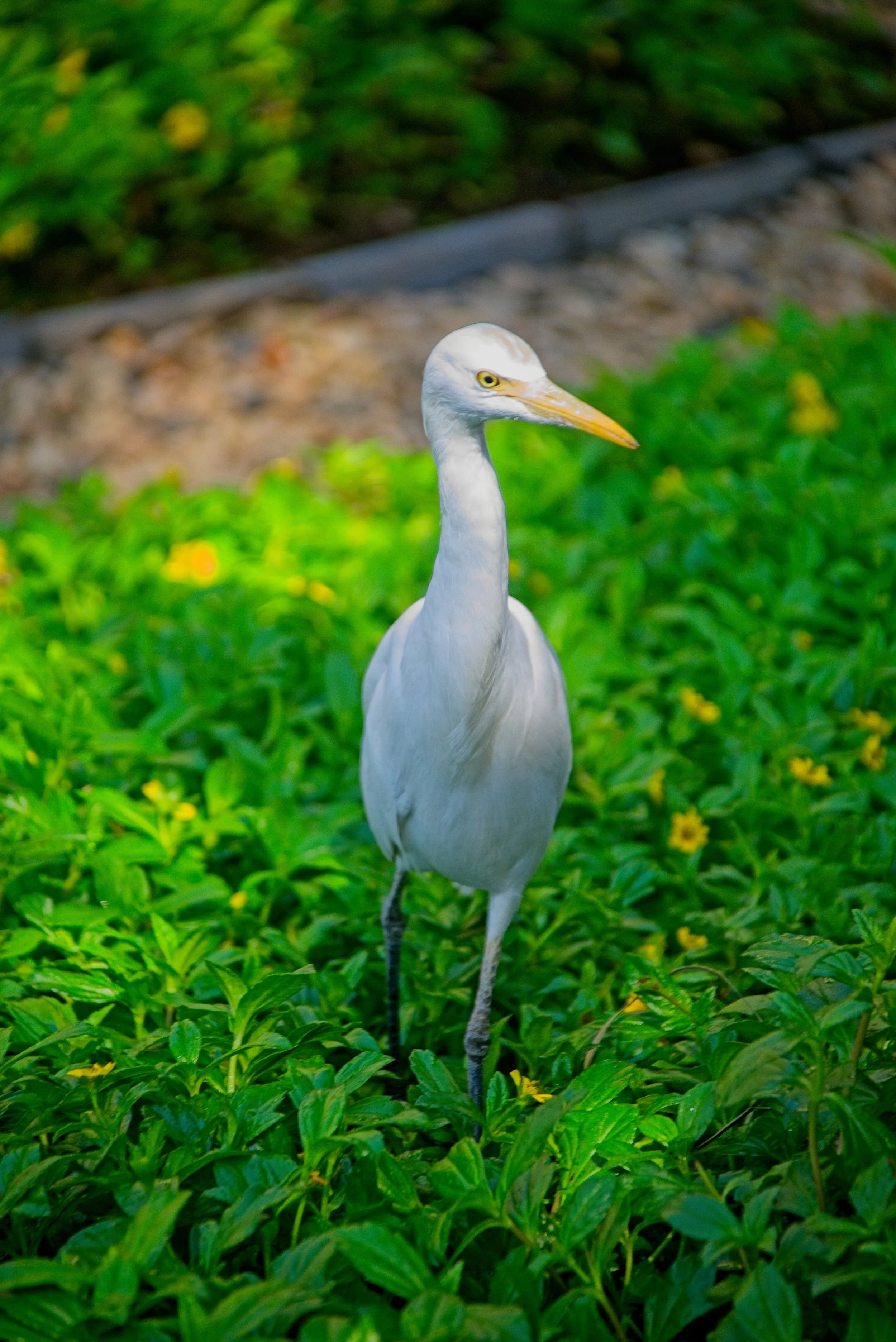 DSC_9661.jpg