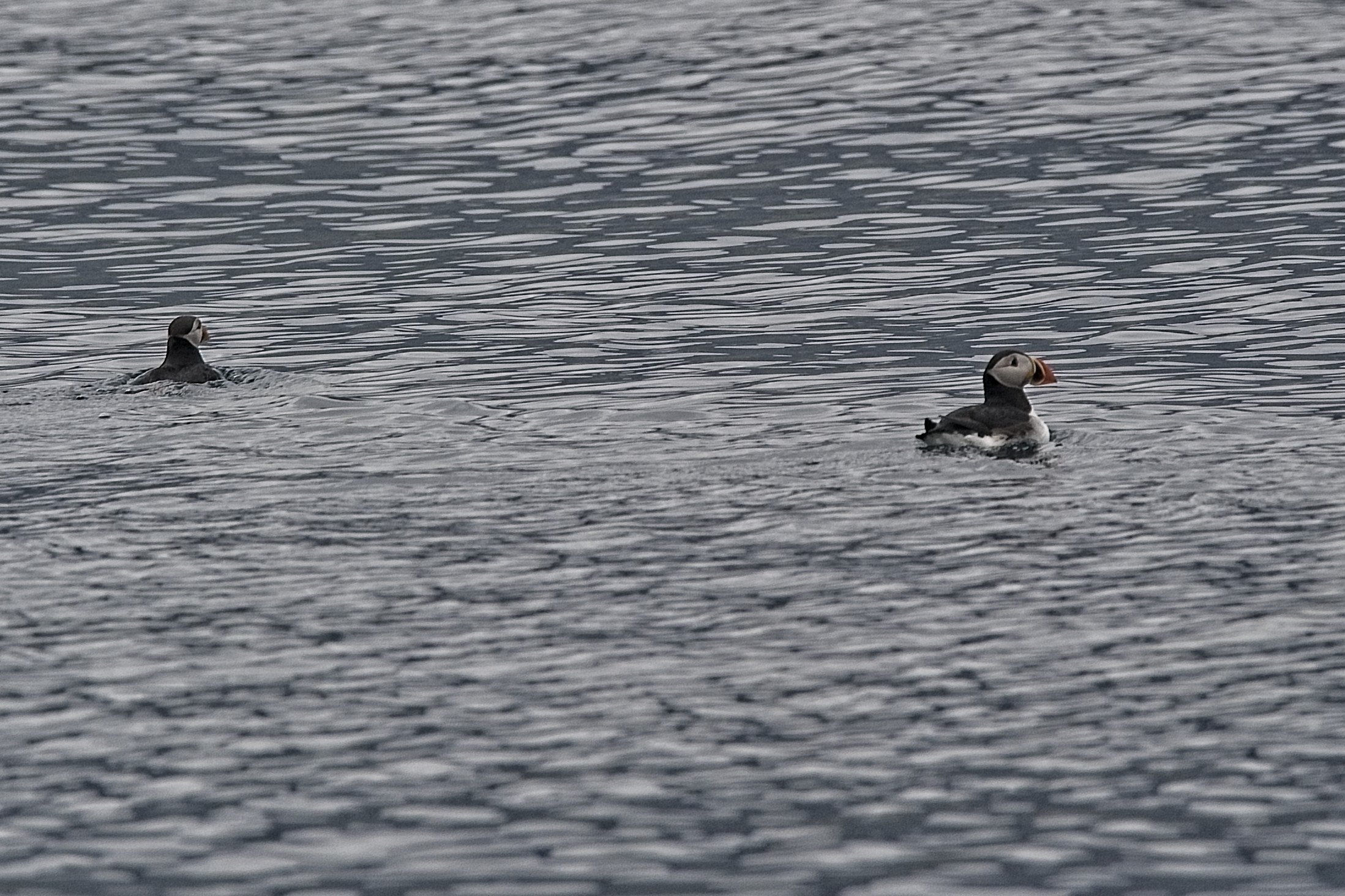 DSC_9885.jpg