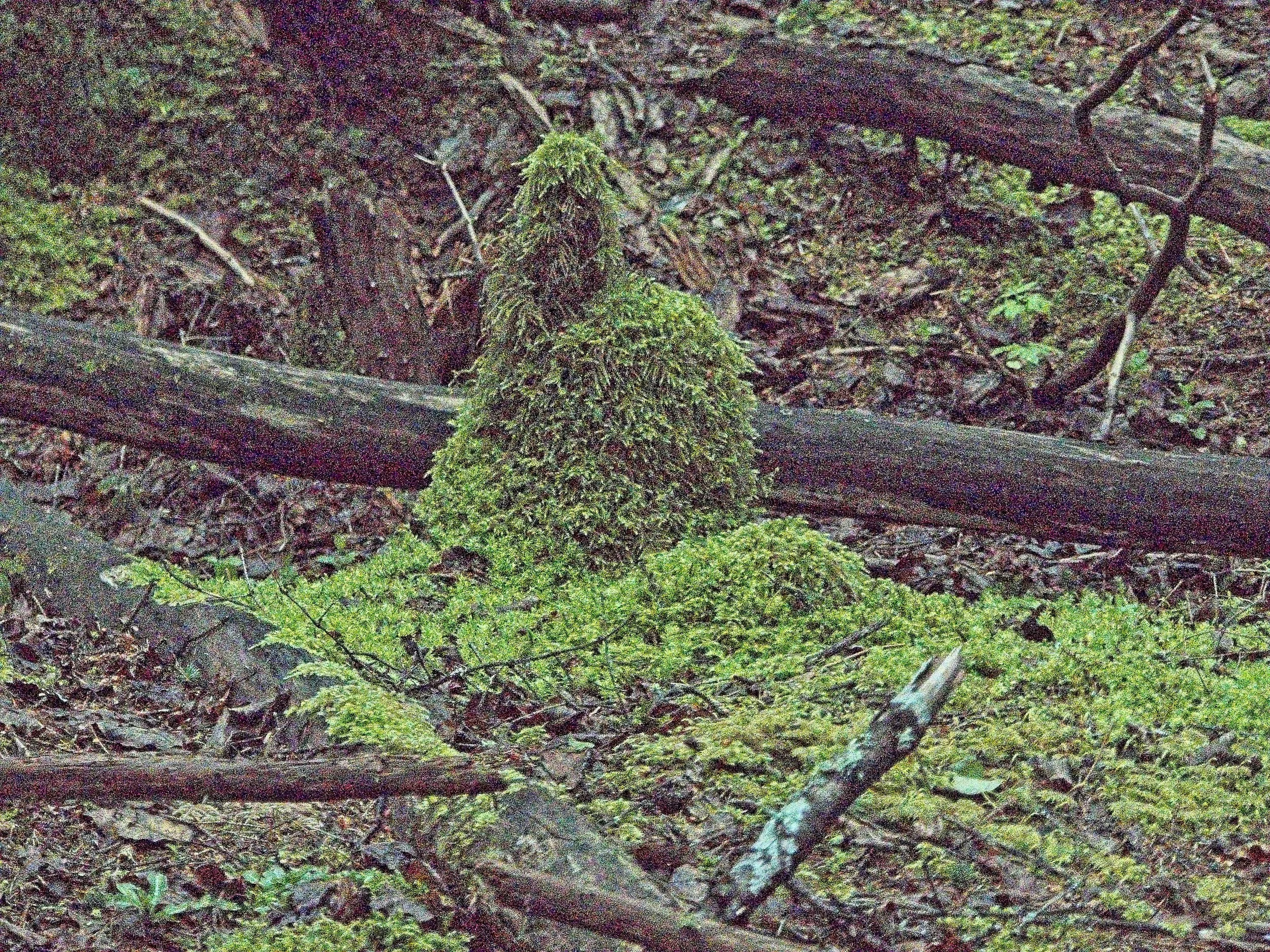 P1080817.jpg