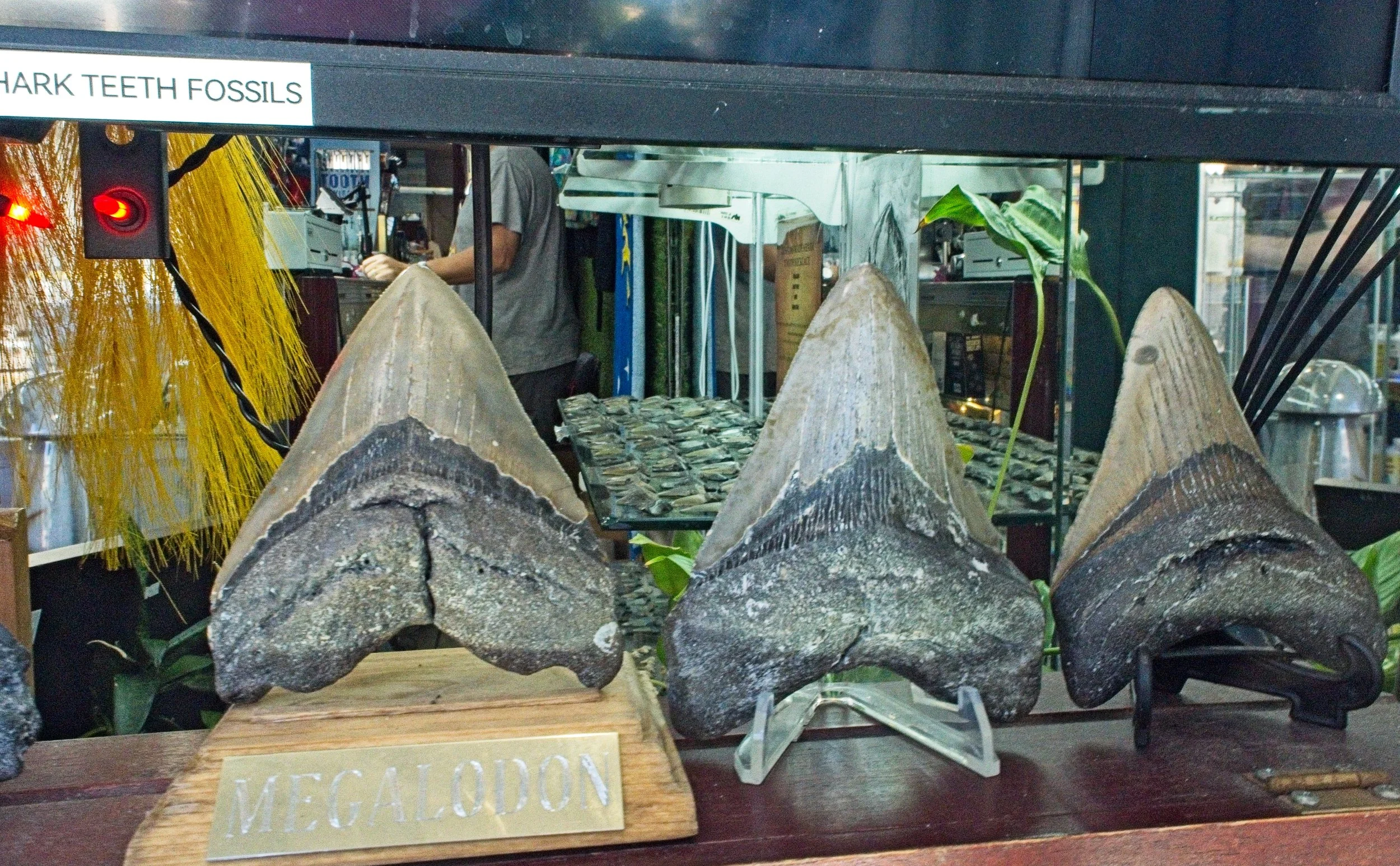 PC260437.jpg