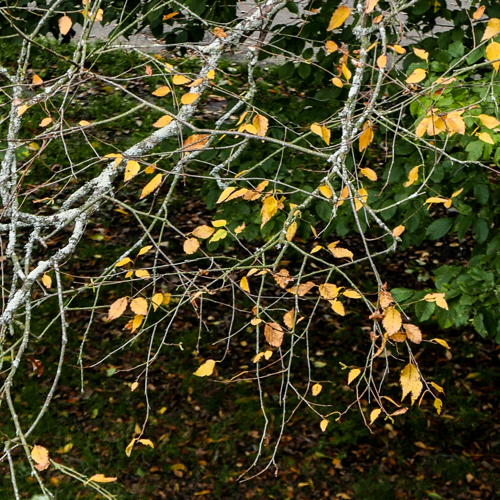 L1180622.jpg