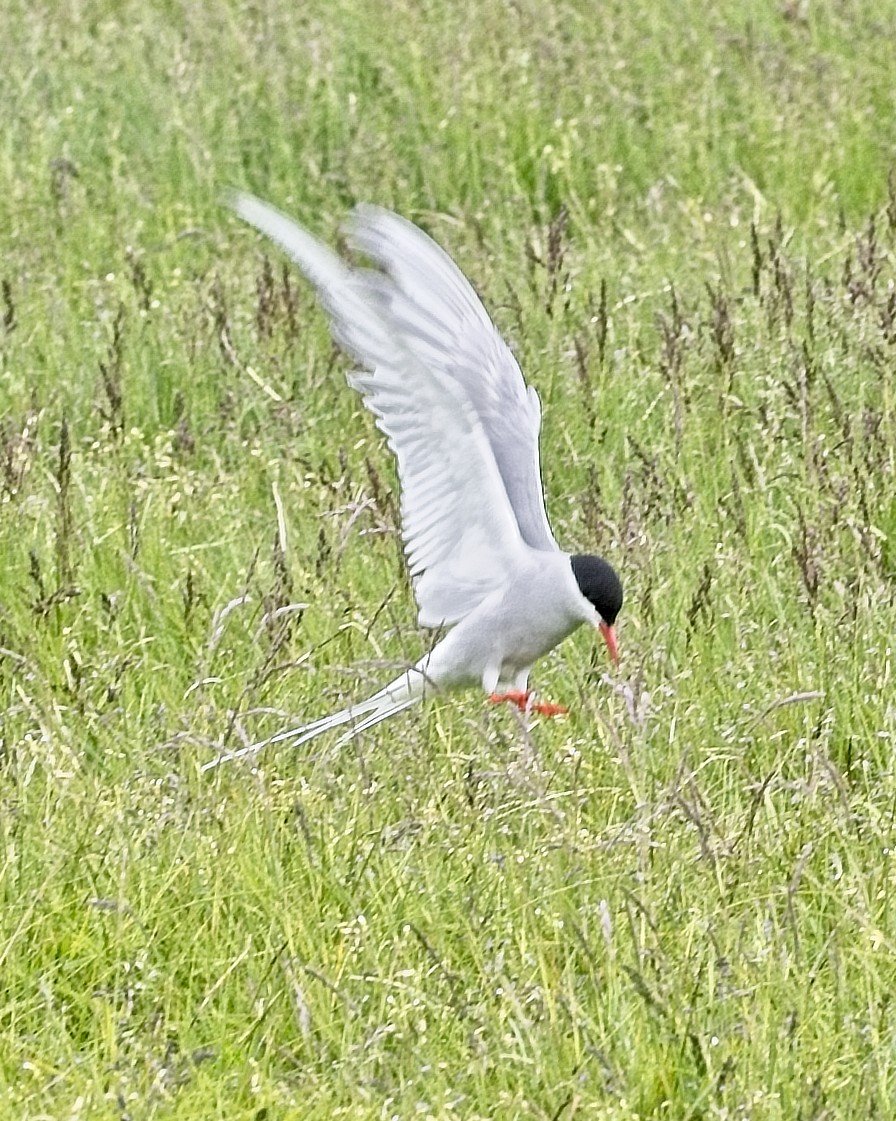 DSC_0167.jpg
