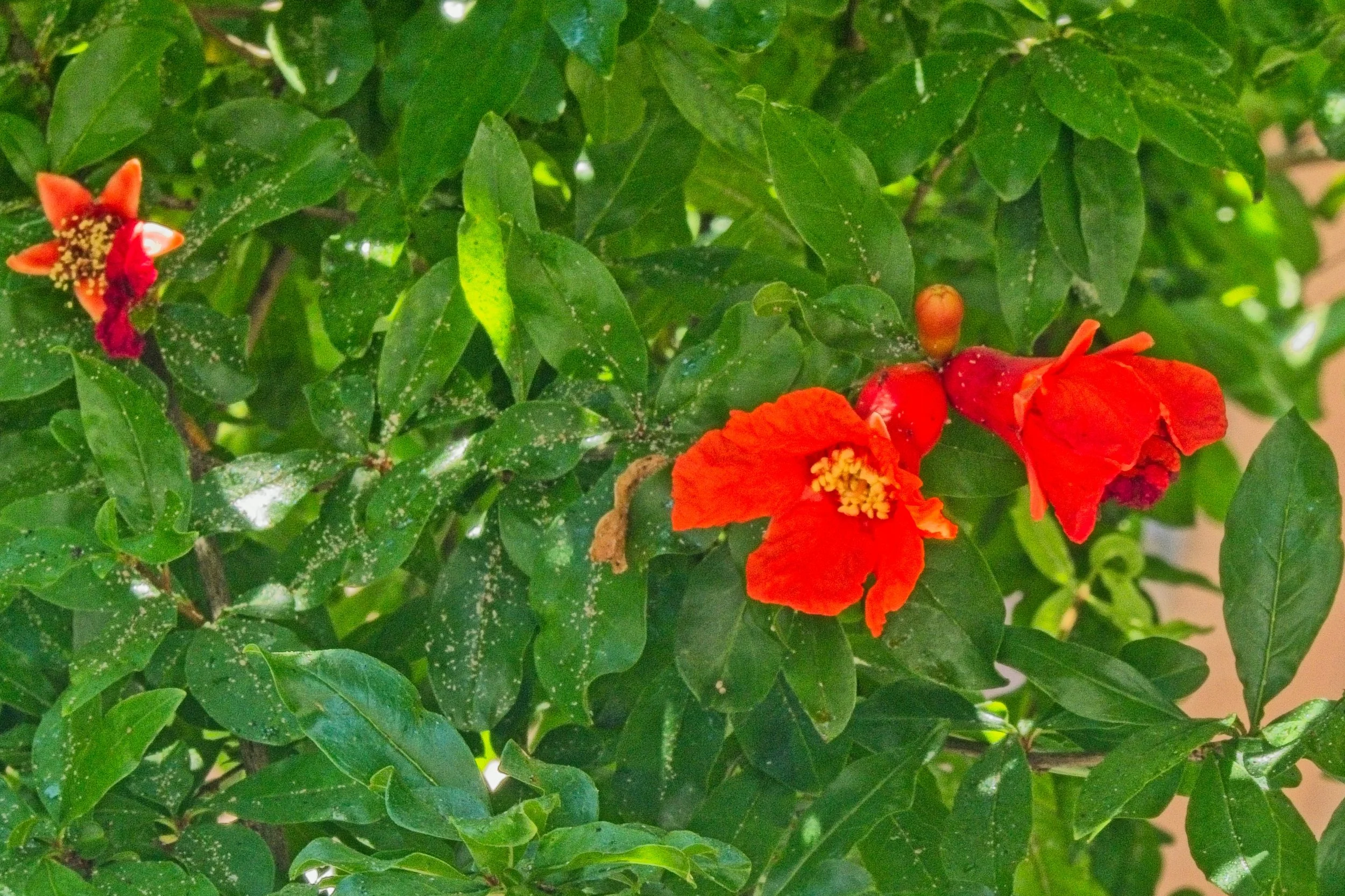 P1100579.jpg