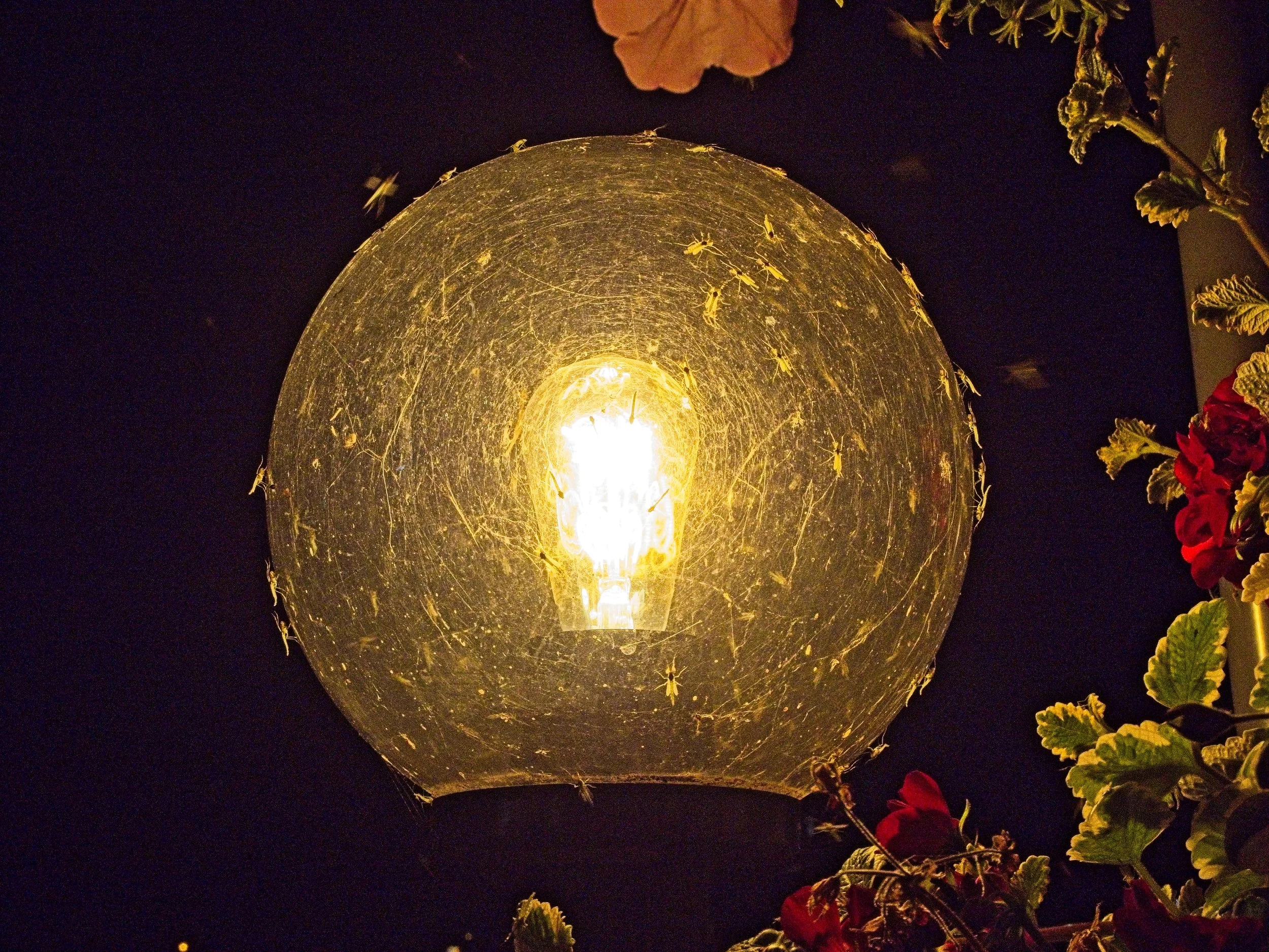 P9020221.jpg