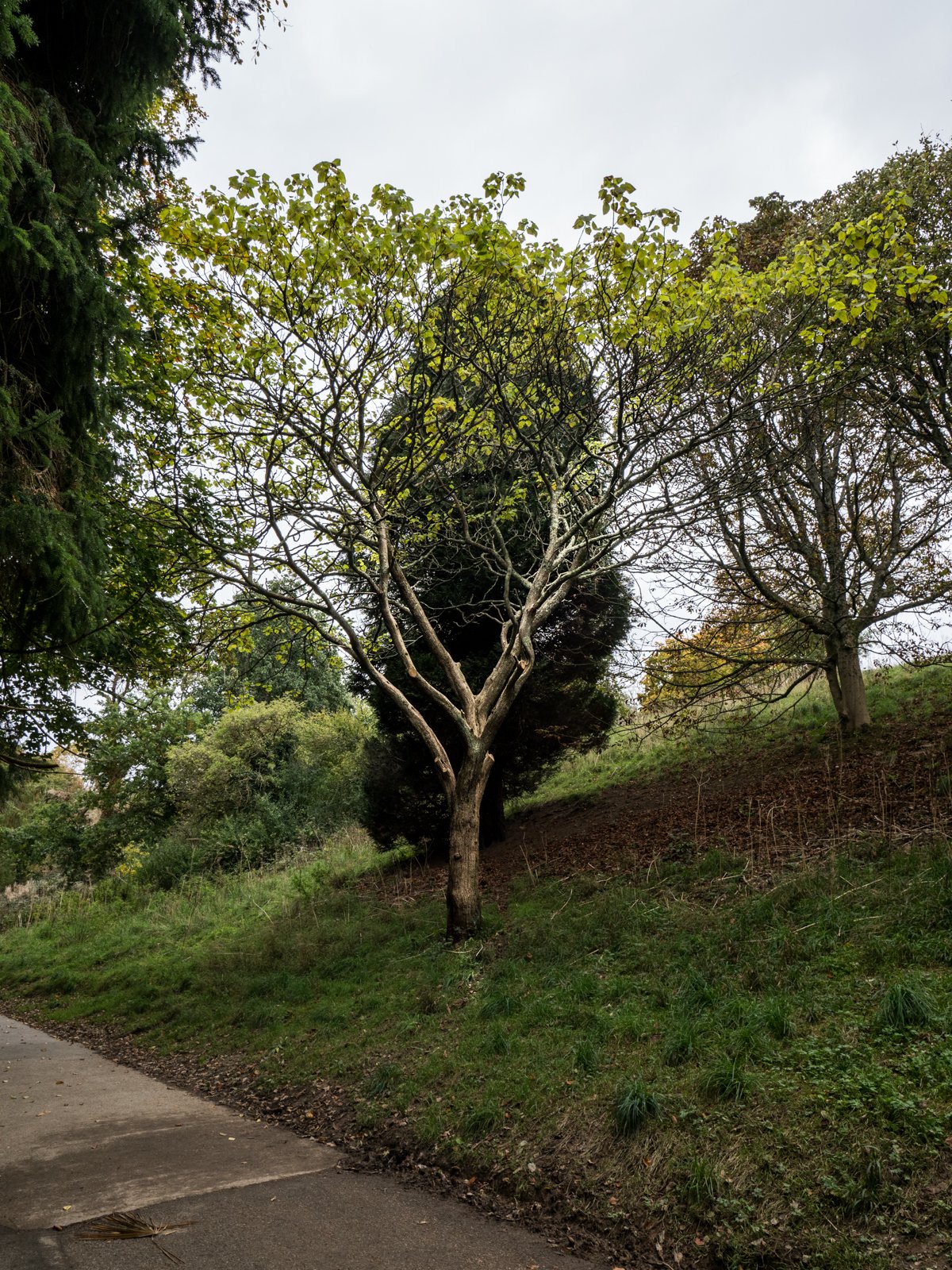 PA170056-1.jpg