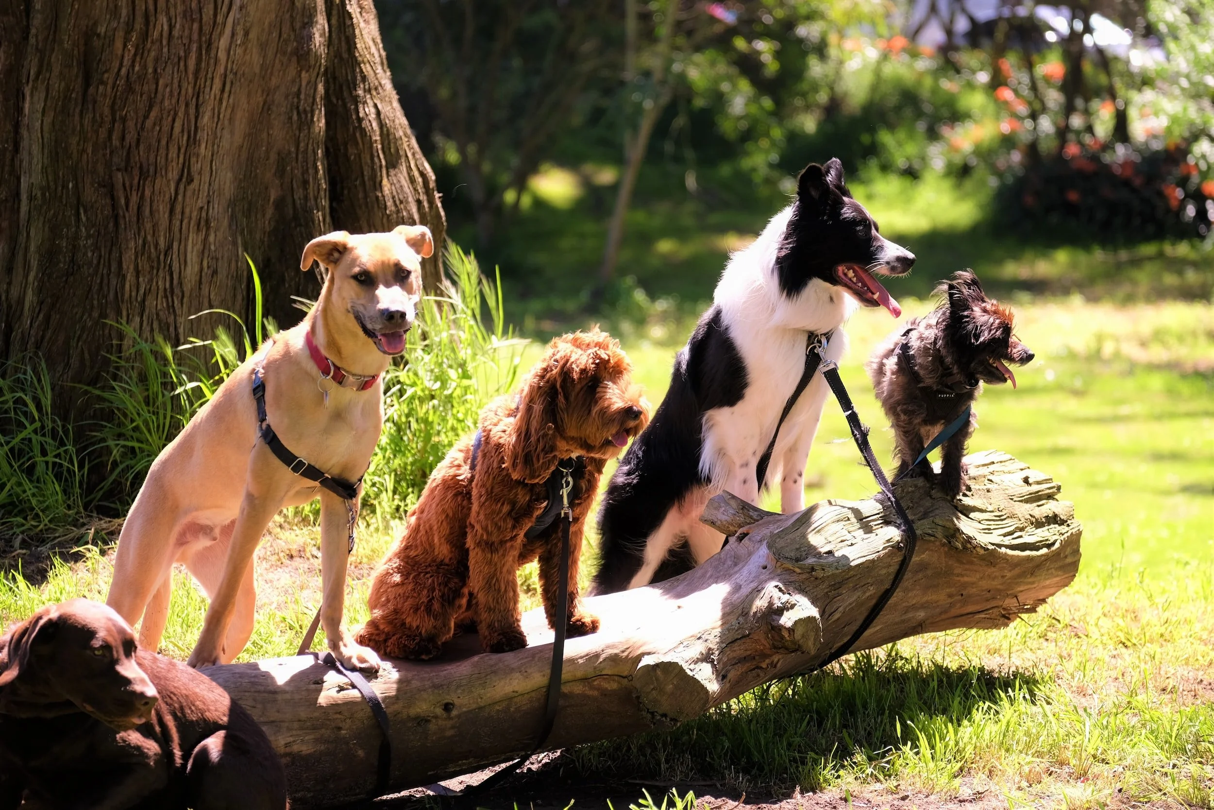 Four dogs stand on a log.