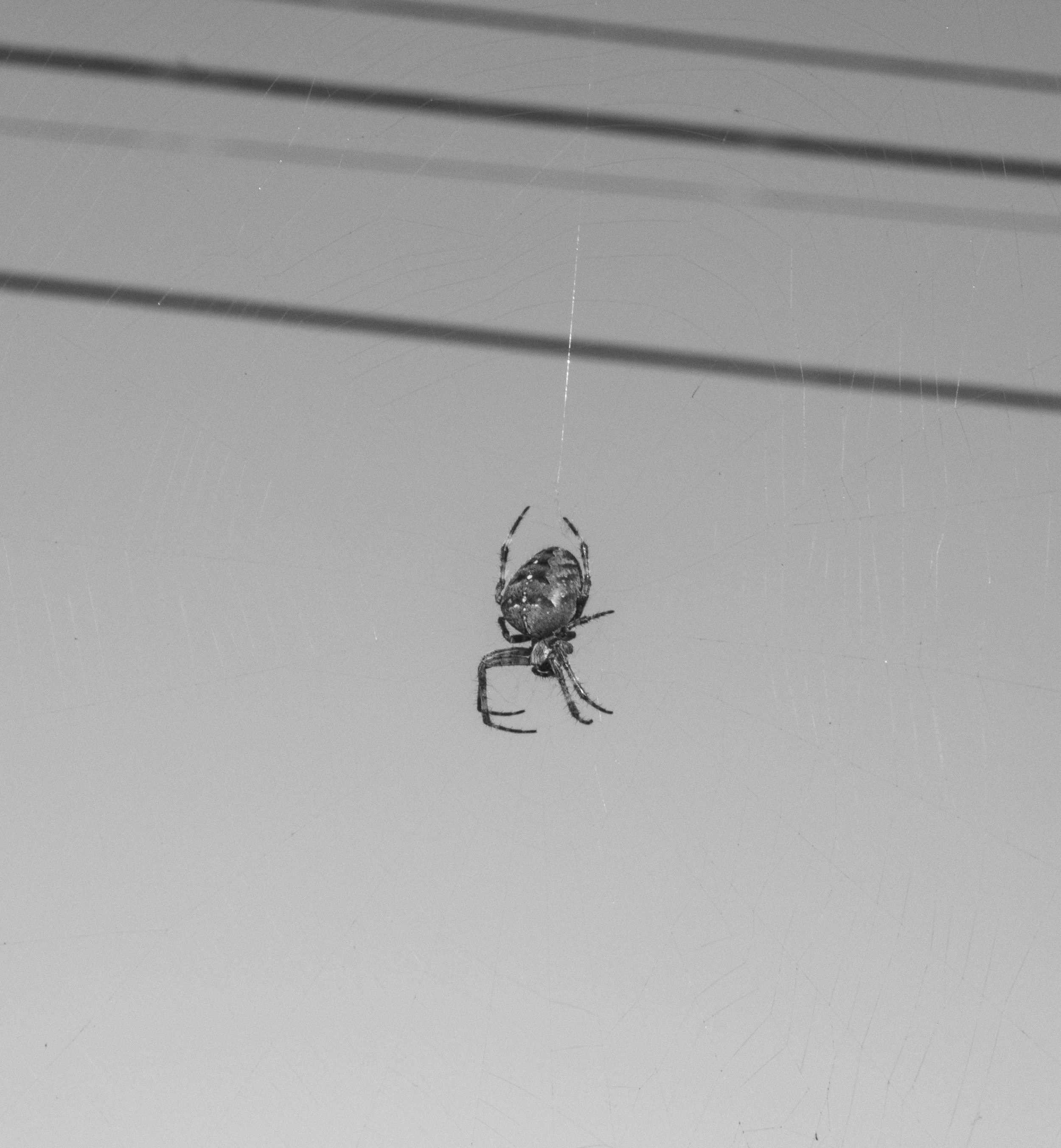 Spider Webs